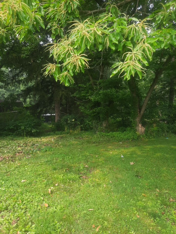 Tree Removal using Tree Removal by Mike Jones & Sons Tree Service LLC 