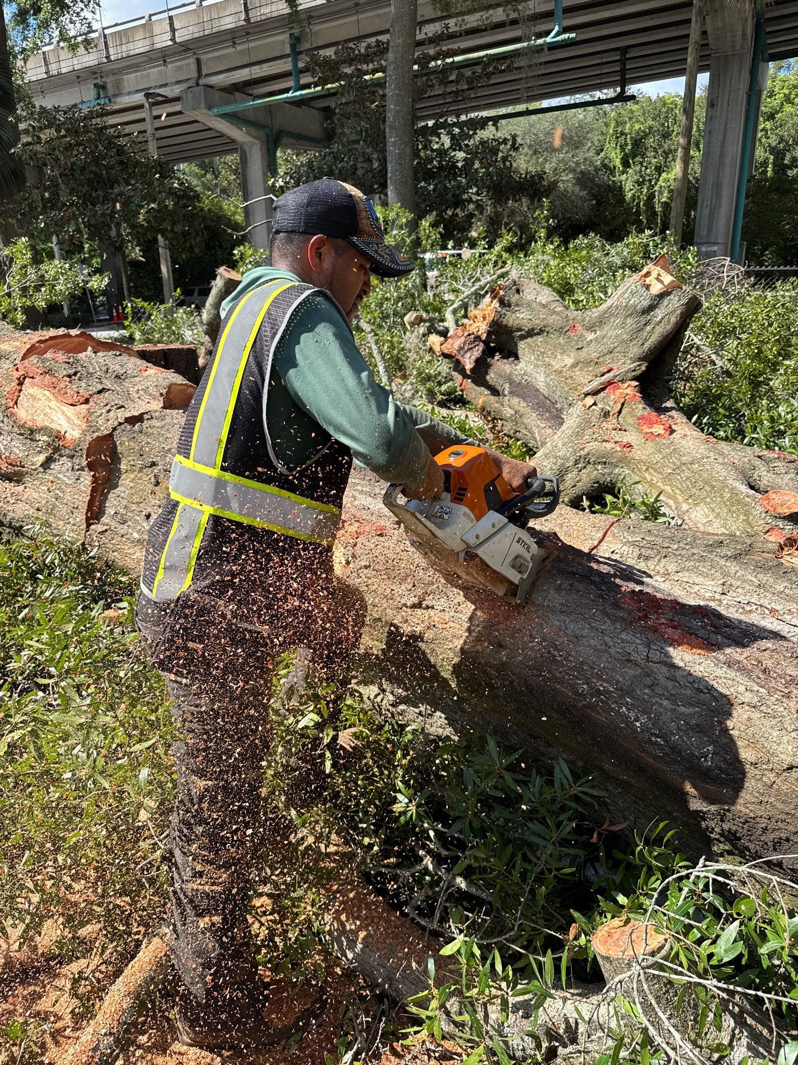 Welcome Center Tree Removal | Episcopal School of Jacksonville by ProGreen Services
