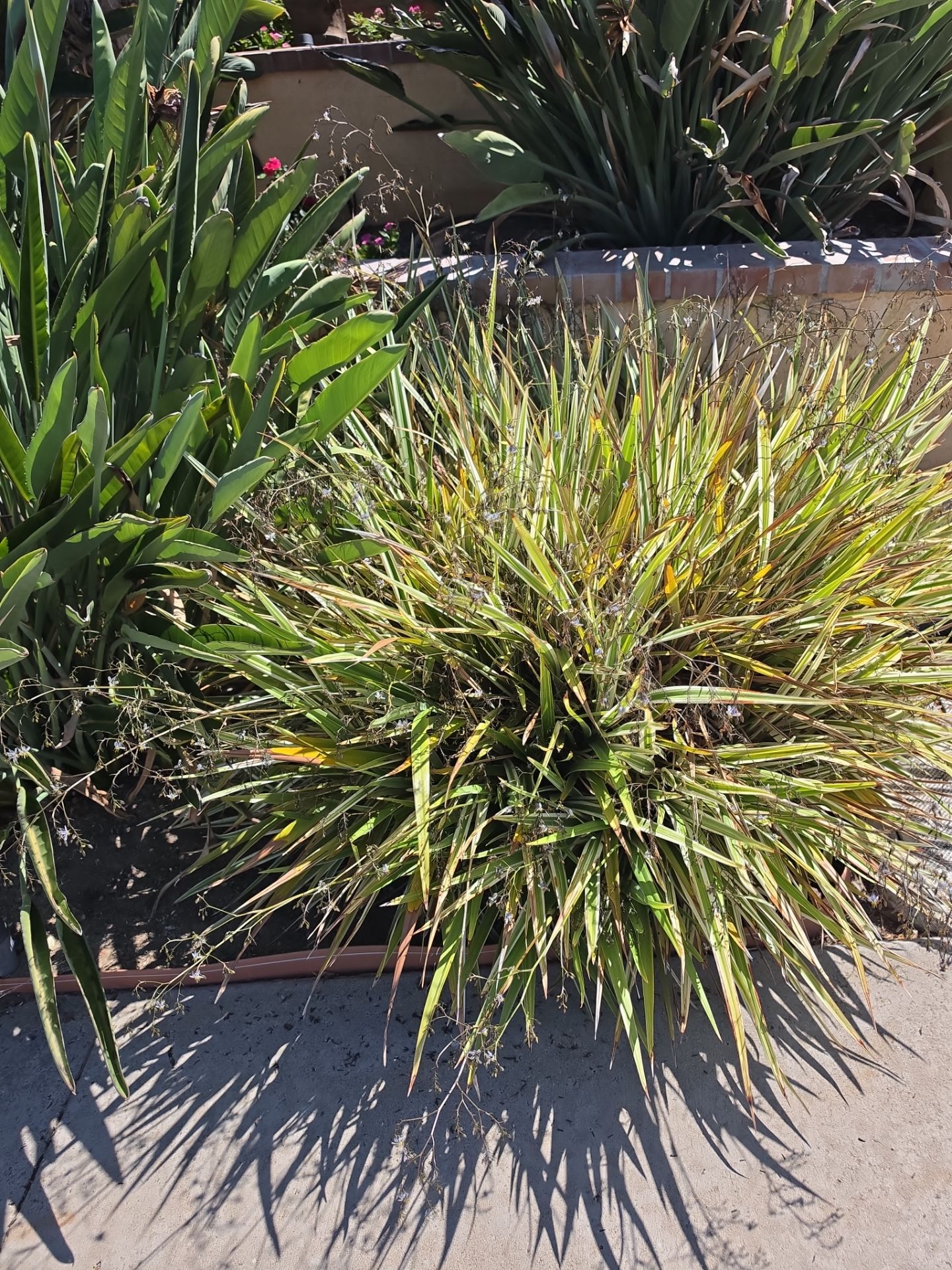 Hand Removal & Site Preparation Project by Yard Techs