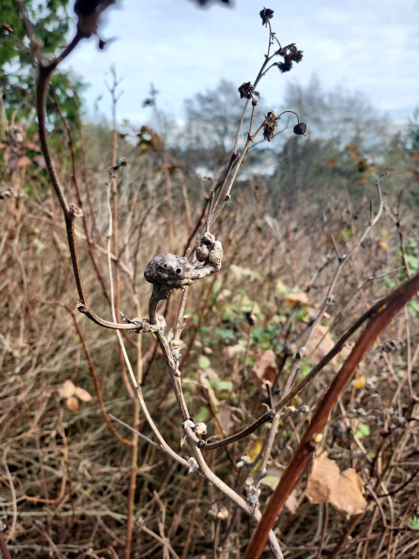 Island View - Ecological Restoration & Stewardship by Habanero Landscape Solutions