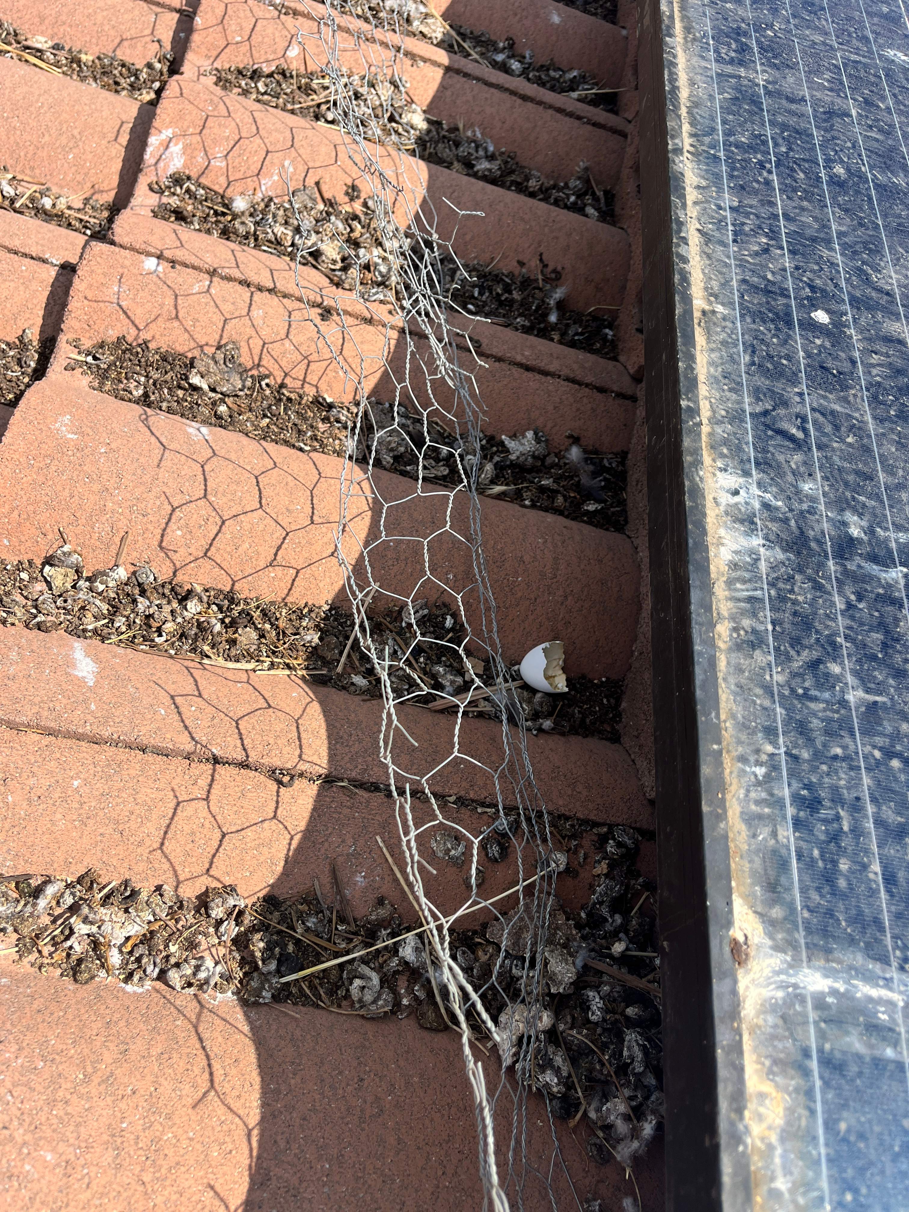 Failed Bird Proofing Installations by Palm Coast Solar Cleaning