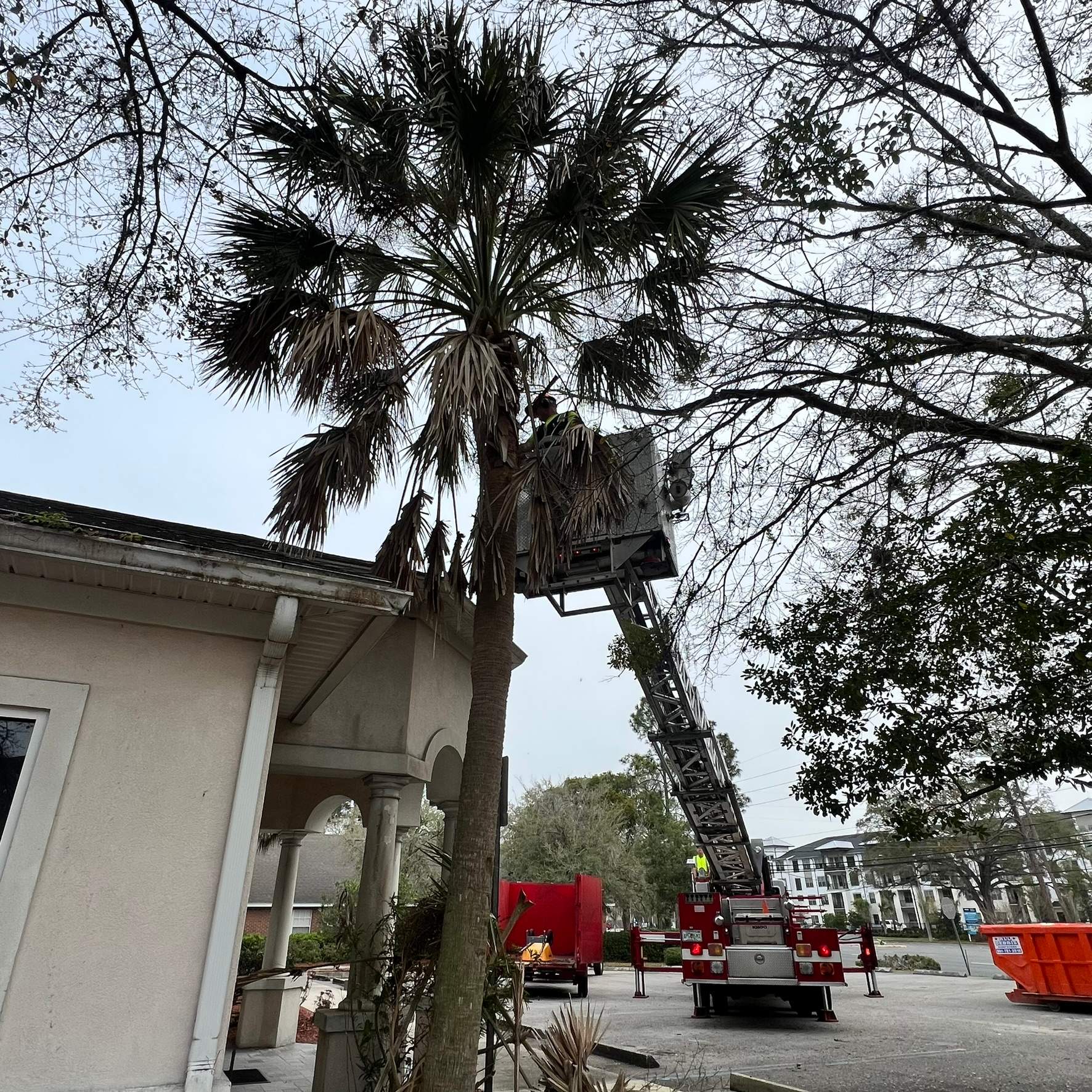 Tree Work | Great Expressions Dental by ProGreen Services