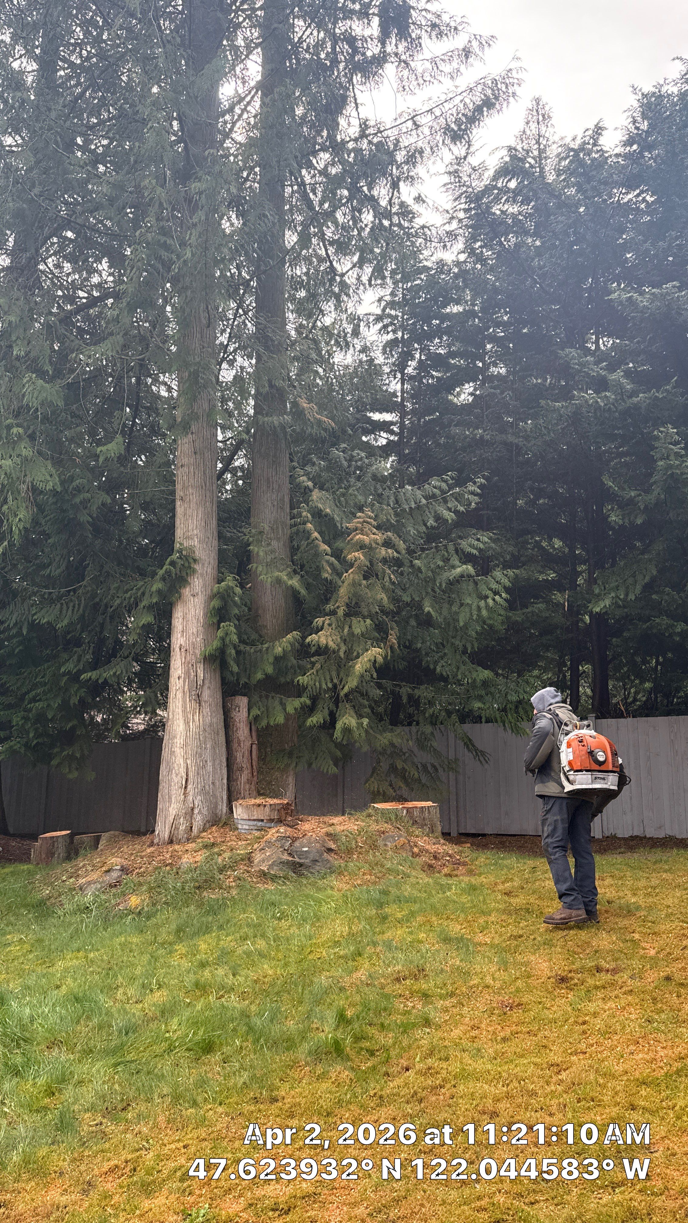 Emergency Tree Removal and Storm Cleanup in Sammamish by Sound Tree Care LLC