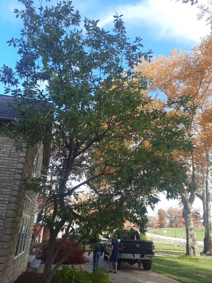 Tree Trimming using Tree Pruing by Mike Jones & Sons Tree Service LLC 