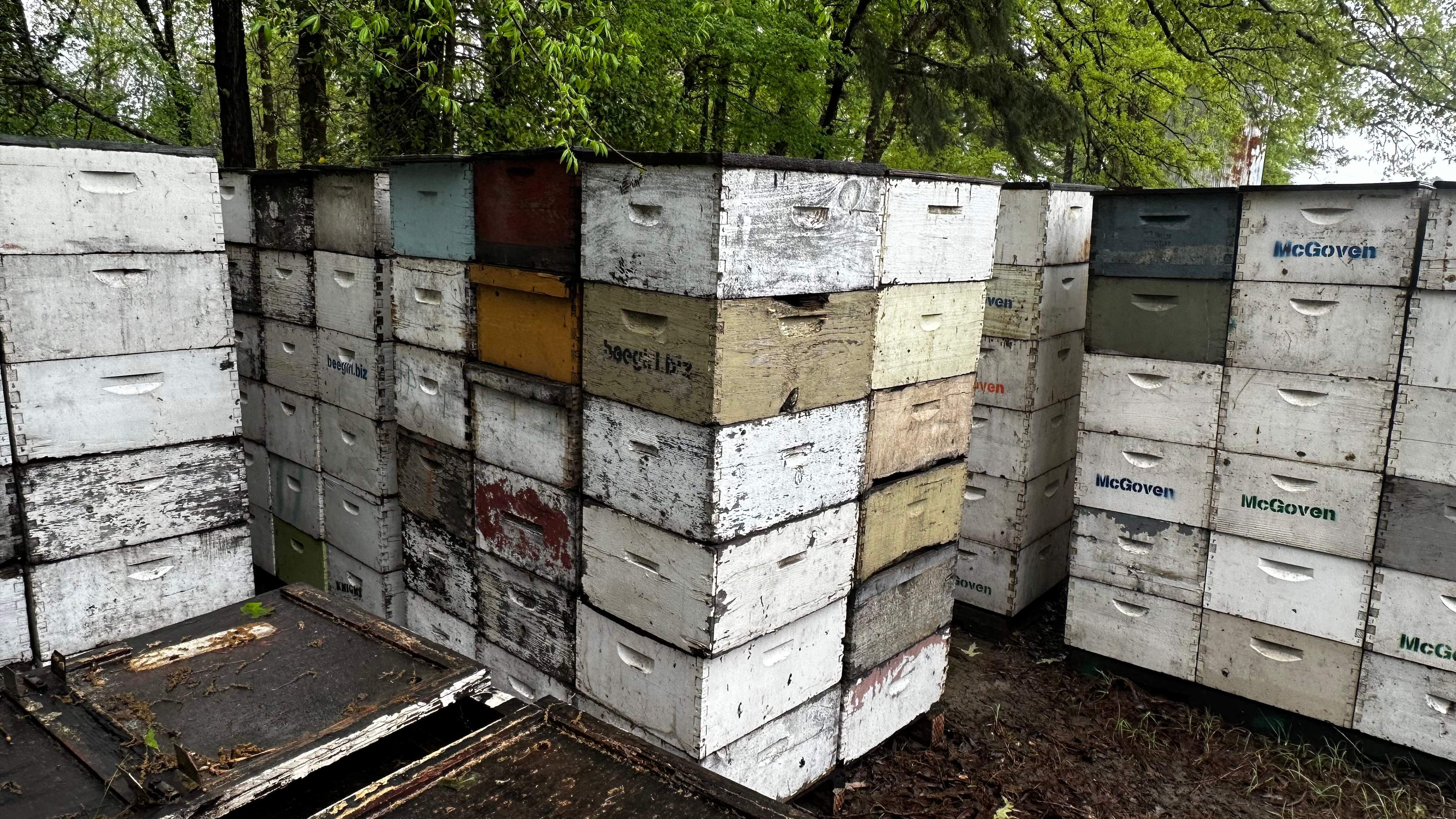 BeeGirl ETX HQ by Rockwall Honey Bee Company
