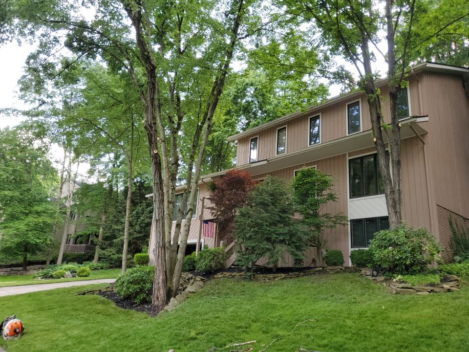 Tree Trimming using Tree Pruing by Mike Jones & Sons Tree Service LLC 