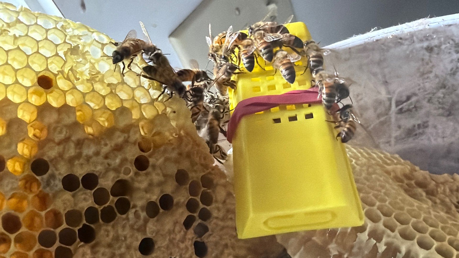 Kitchen ceiling bees by Rockwall Honey Bee Company