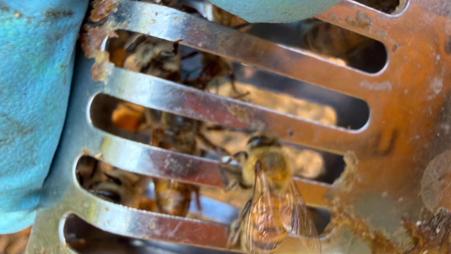 White Rock Tree by Rockwall Honey Bee Company