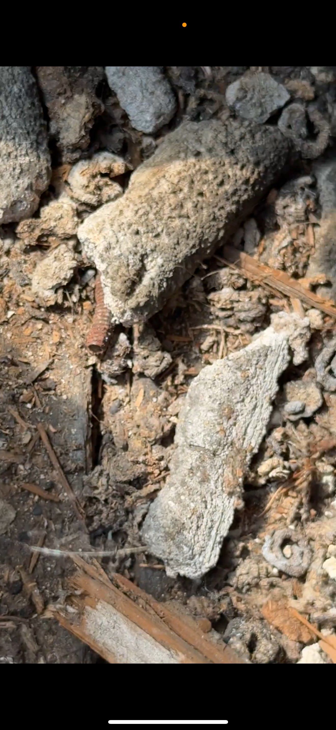 BIOHAZARD PIGEON FECES by Sadie’s Pro Cleaning