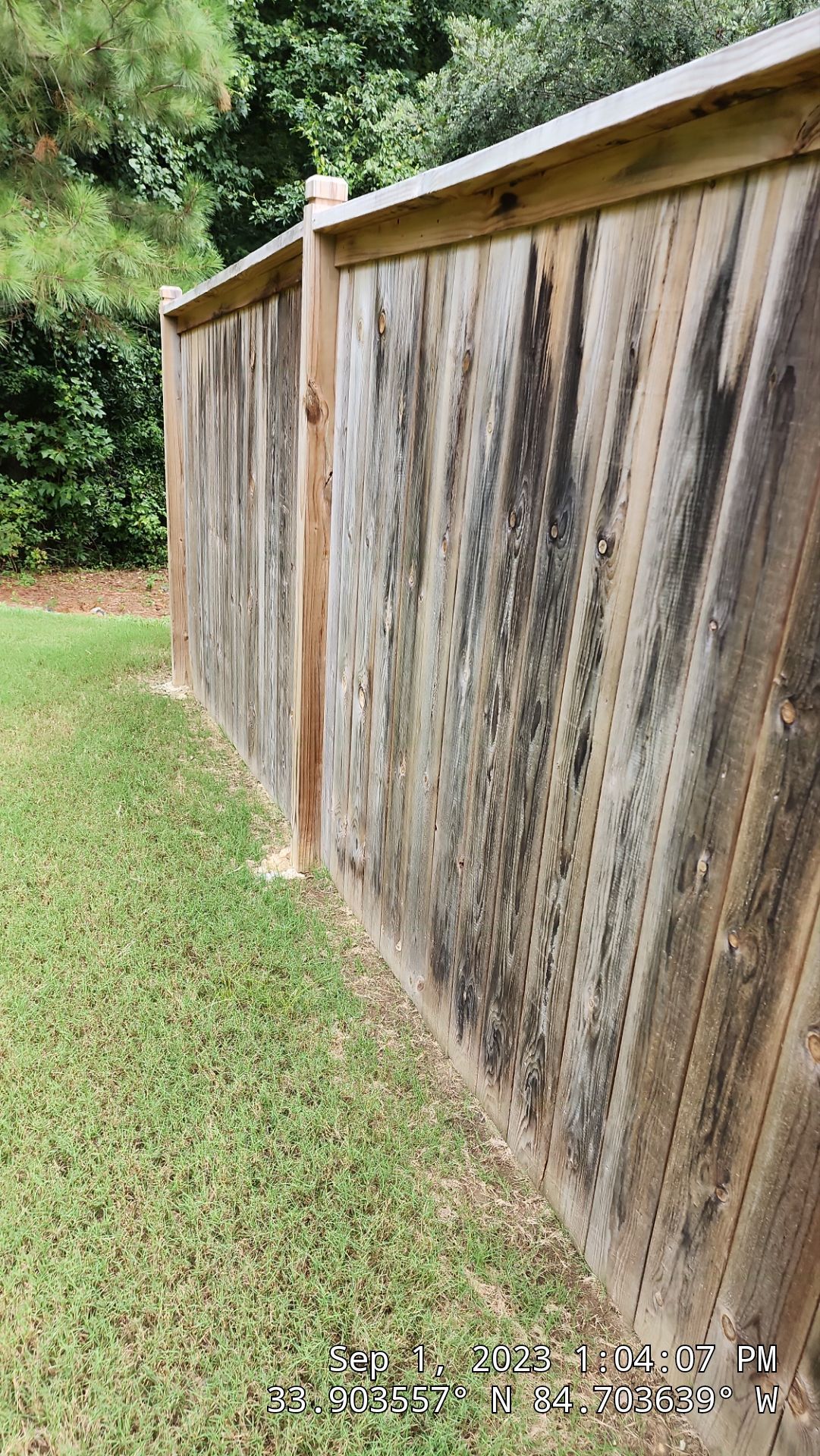 Fence Staining using Pecan by SSE by Titans of Timber Fence & Stain