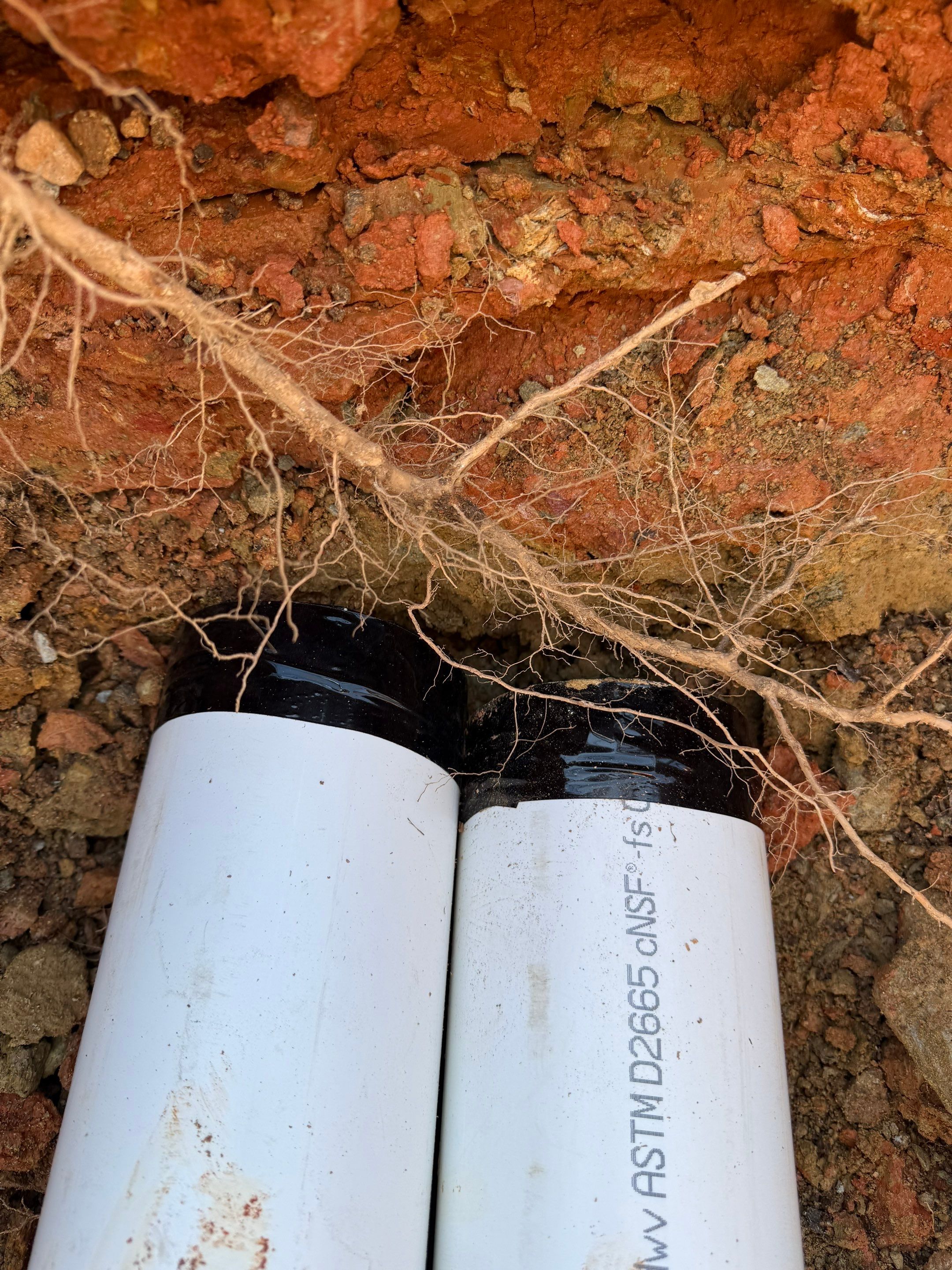 FTB Haribson Bank Project Columbia SC - (Commercial) by Carolina-Metro Landscape, Inc