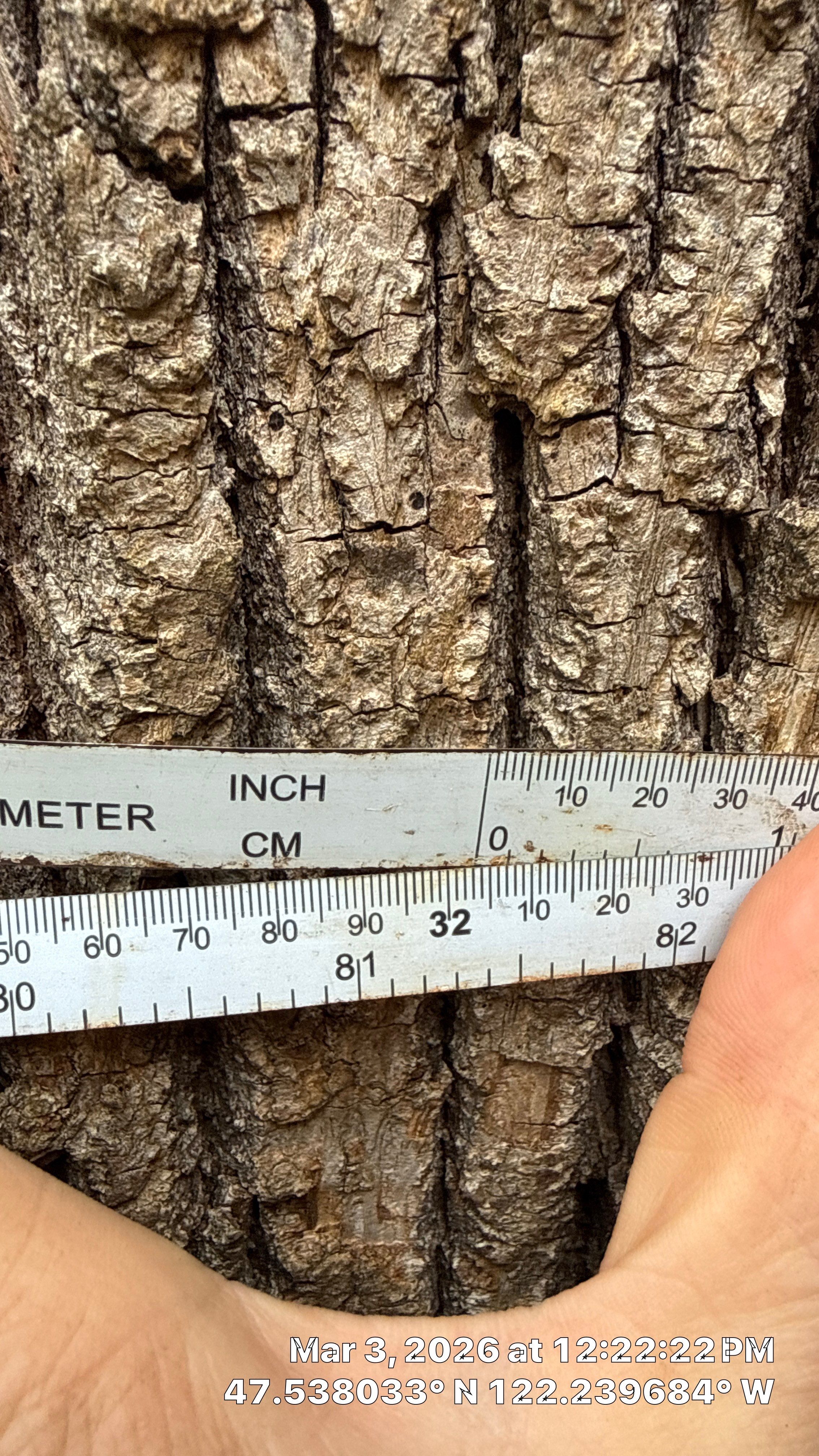 Hazardous Douglas-Fir Tree Removal and Tree Risk Assessment in Mercer Island, WA by Sound Tree Care LLC