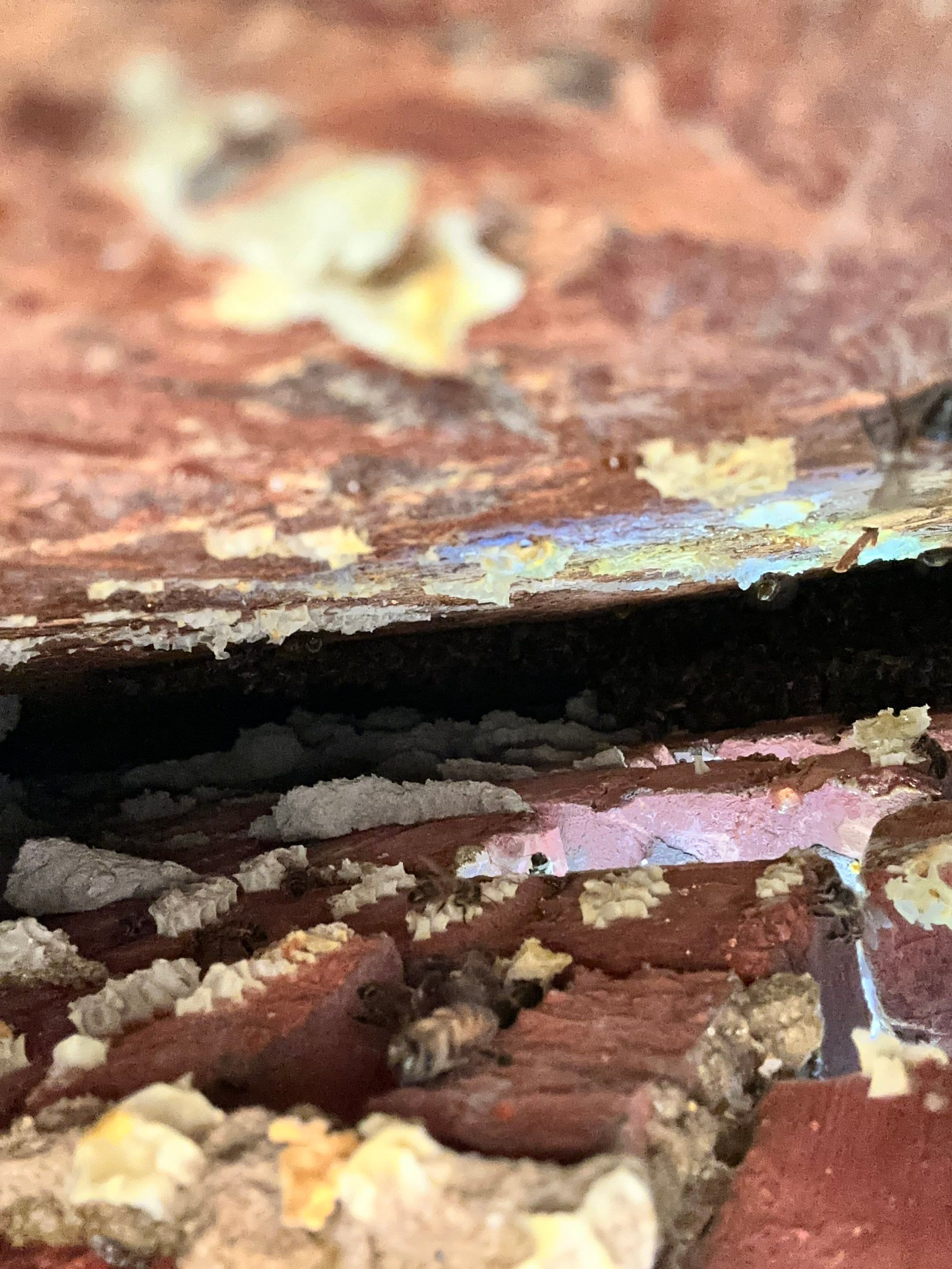 Bees Behind Bricks by Rockwall Honey Bee Company