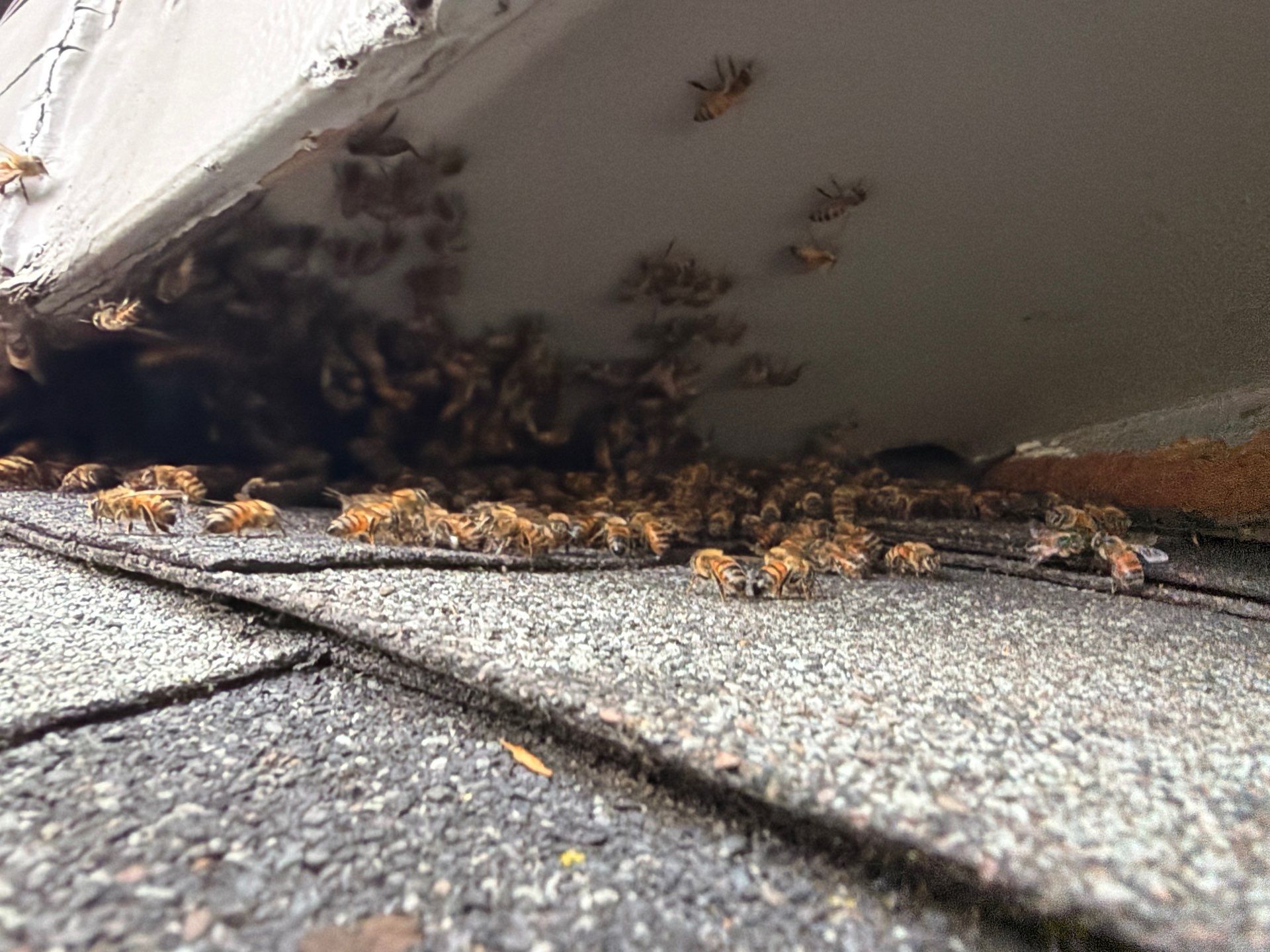 Nurse Bees by Rockwall Honey Bee Company