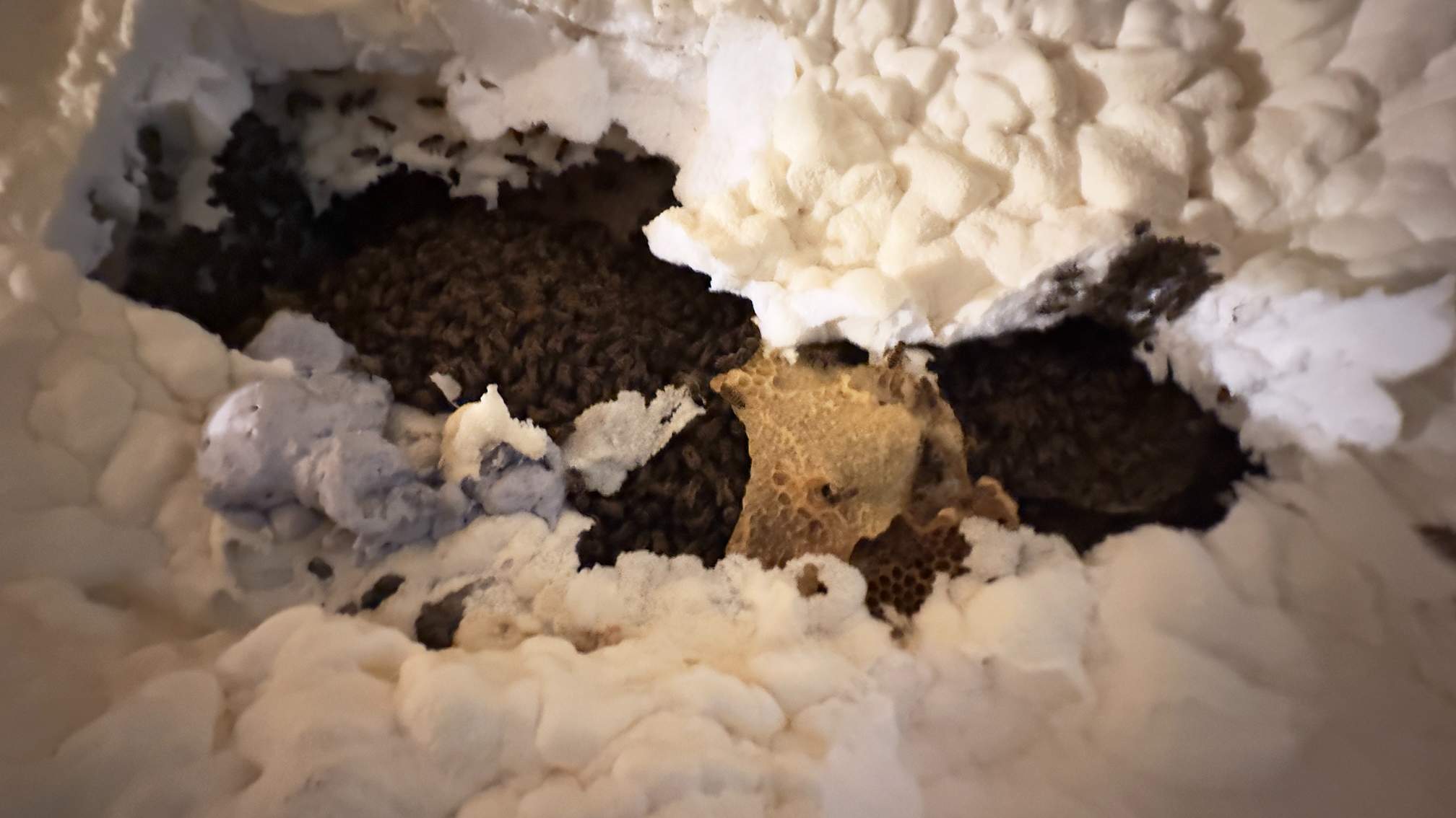 Spray Foam Chewers by Rockwall Honey Bee Company