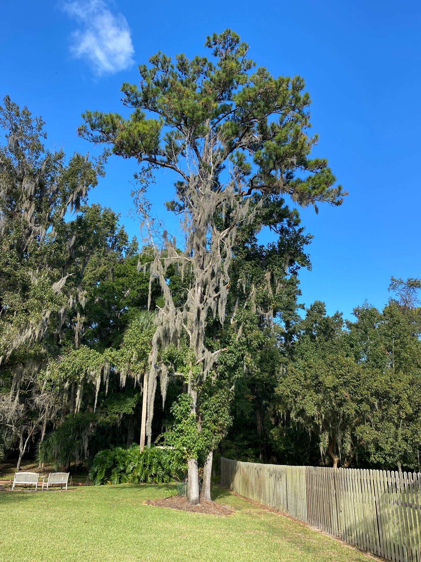 Deerwood Resident | Tree Removal & Stump Grinding by ProGreen Services