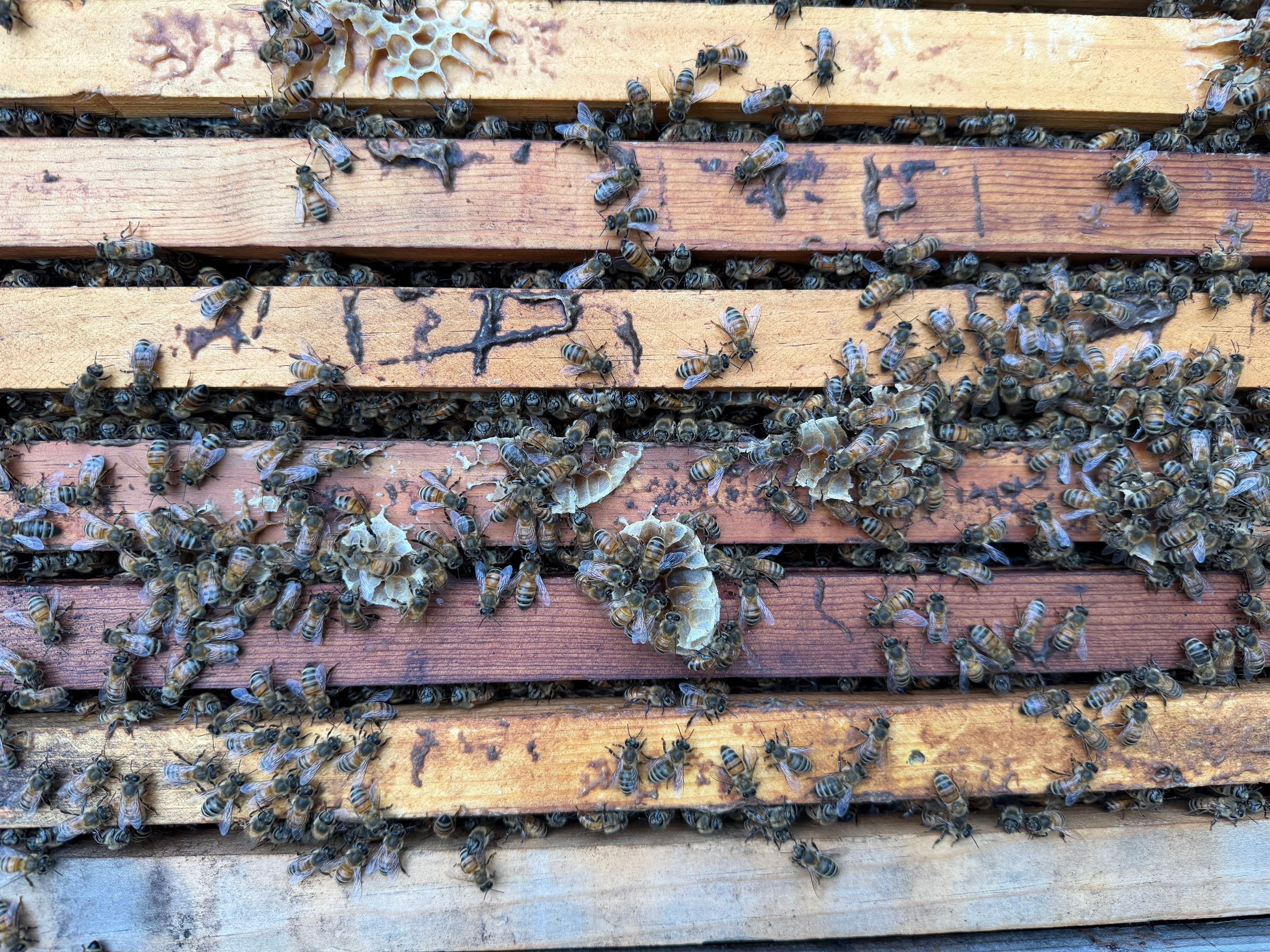 Project in Dallas, TX by Rockwall Honey Bee Company