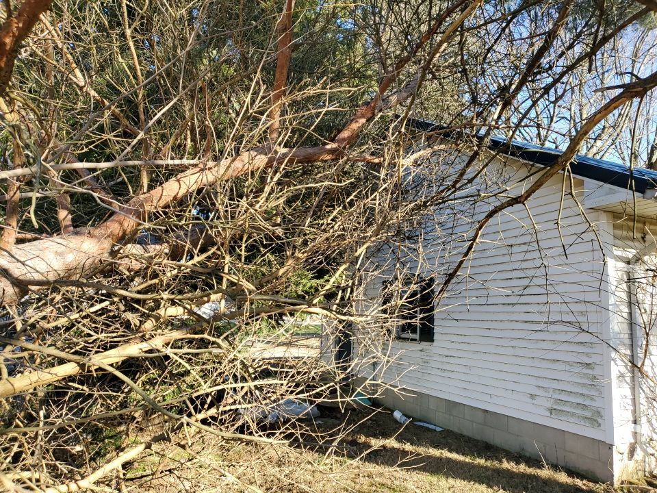 Storm Damaged Tree Removal  using Tree Removal by Mike Jones & Sons Tree Service LLC 