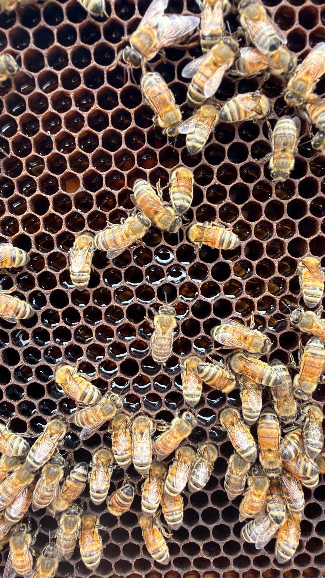 Commercial Rooftop Colony by Rockwall Honey Bee Company