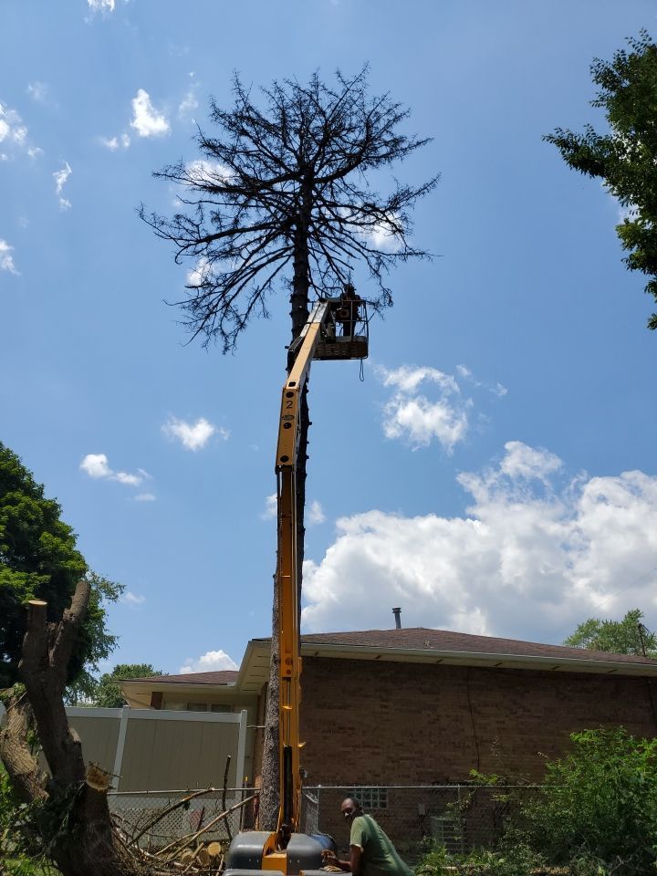 Tree Removal using Tree Removal by Mike Jones & Sons Tree Service LLC 