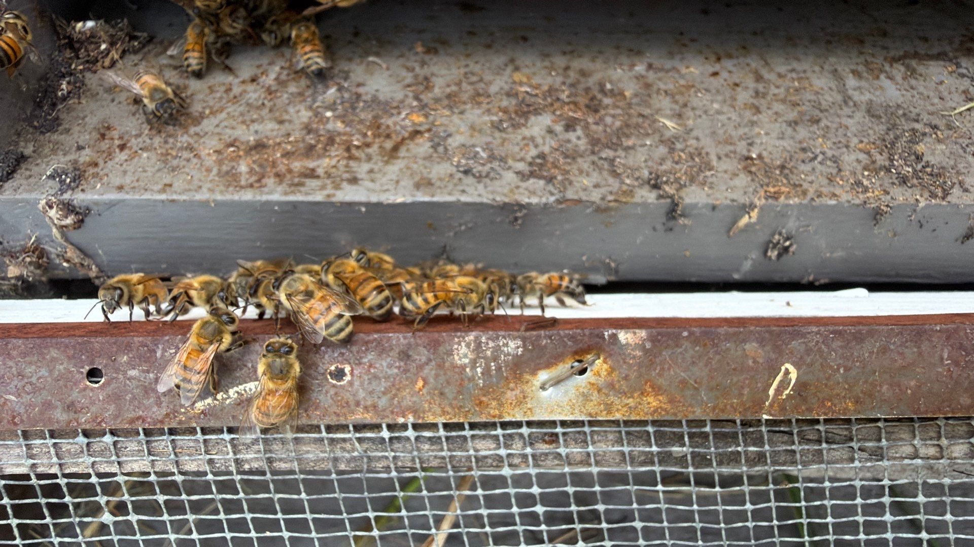 Porter & Pony Apiary by Rockwall Honey Bee Company