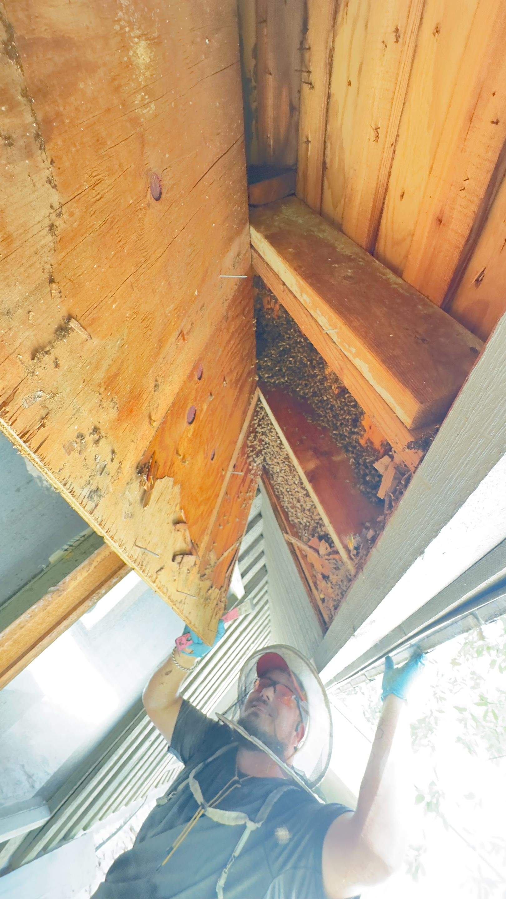 Old Faithful by Rockwall Honey Bee Company