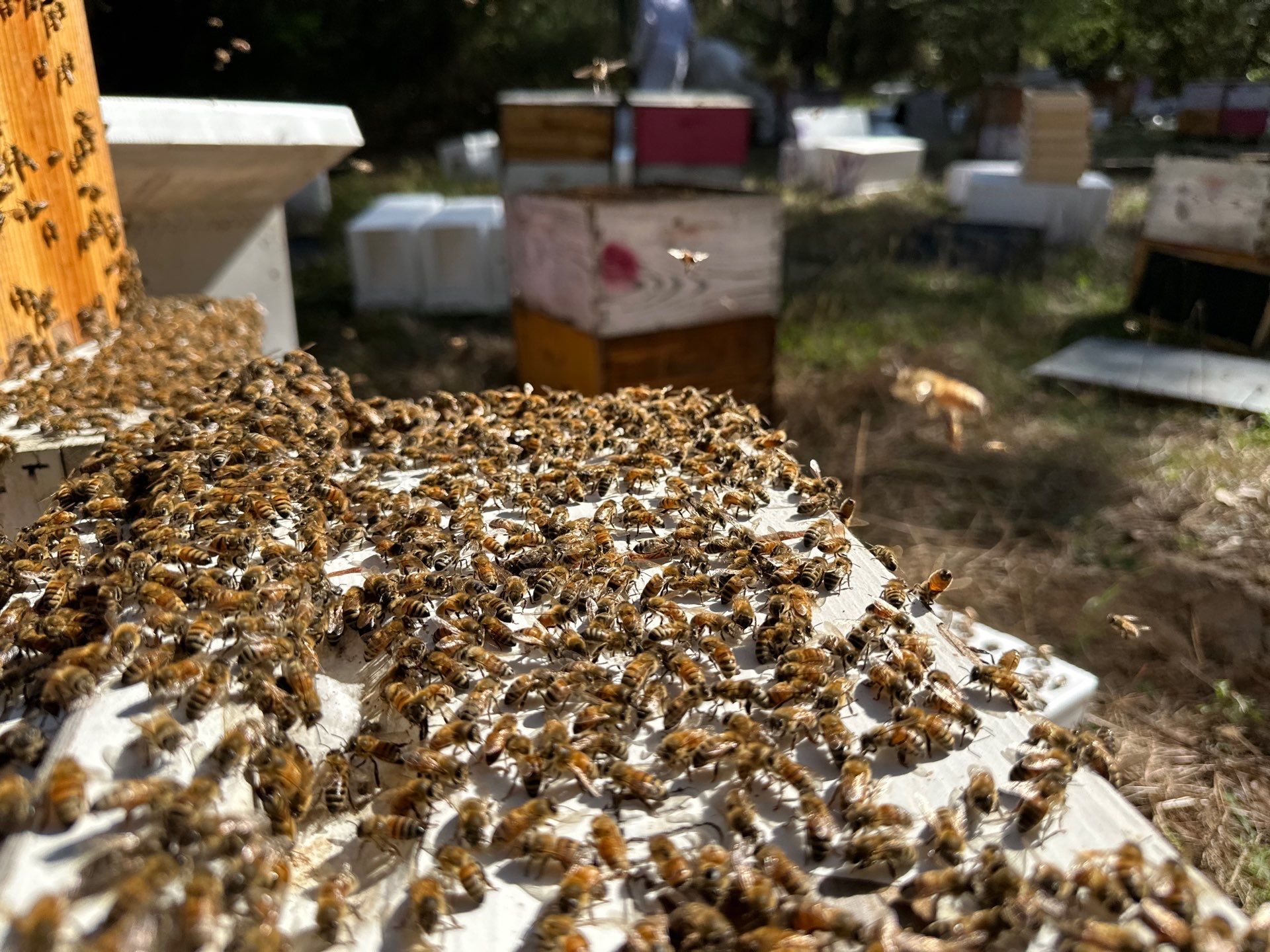 Tree Farm Apiary by Rockwall Honey Bee Company