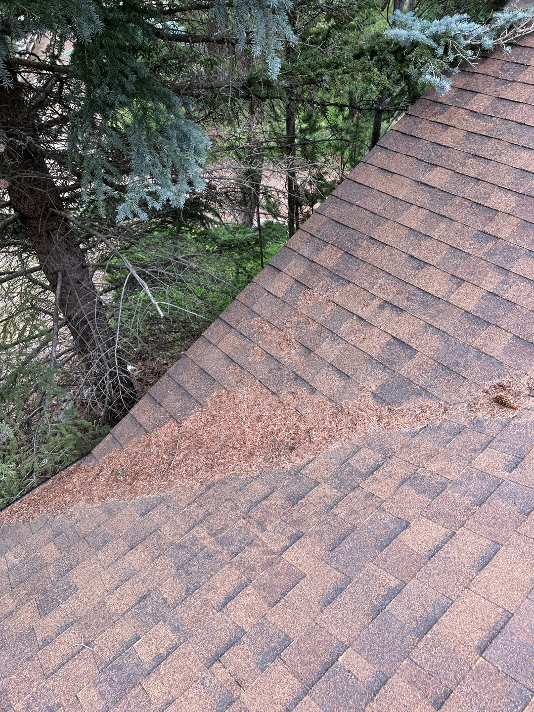 GAF Timberline HDZ - Hunter Green by Montana Roofing Solutions