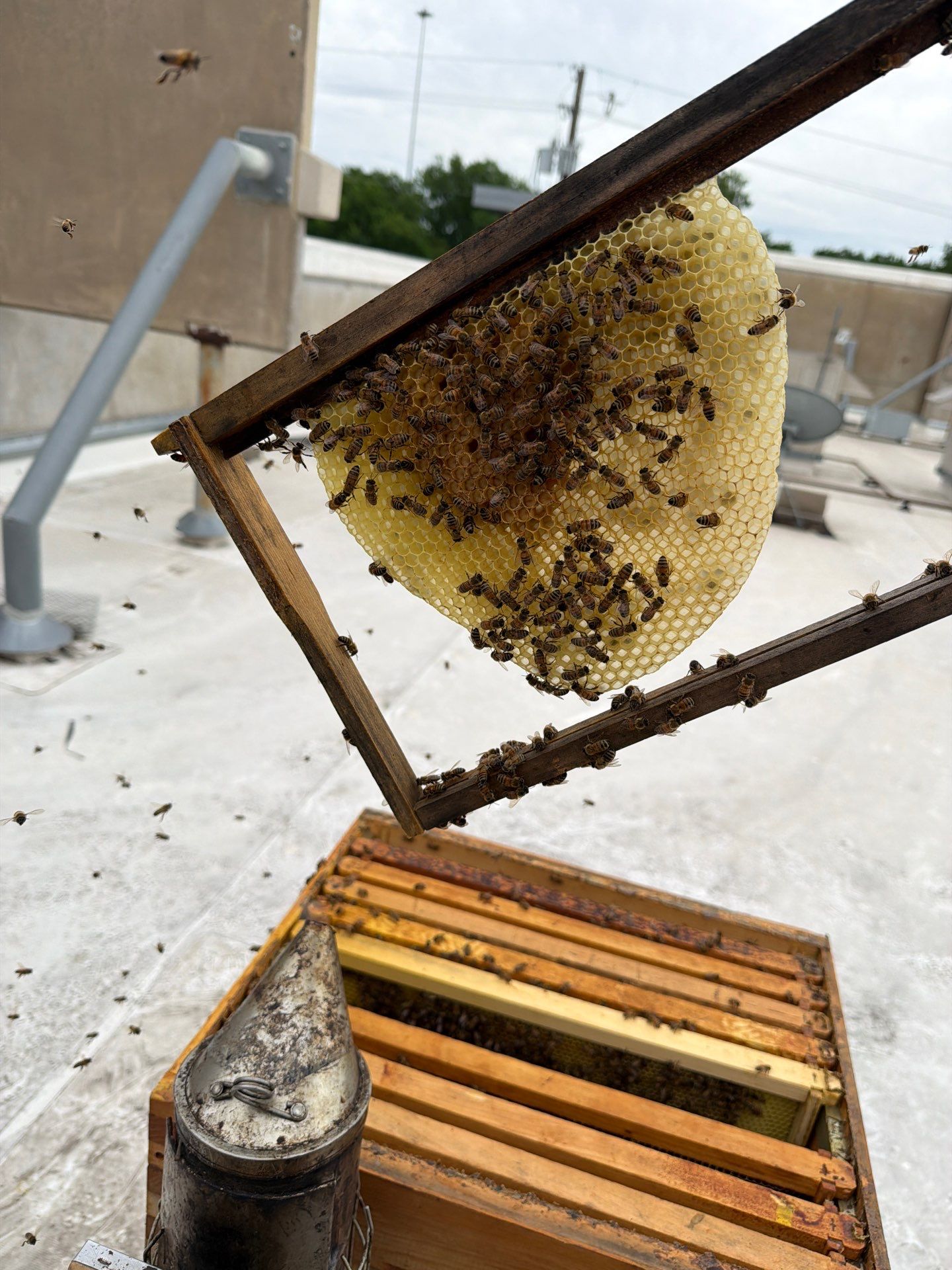 Anchovies on your Apiary by Rockwall Honey Bee Company