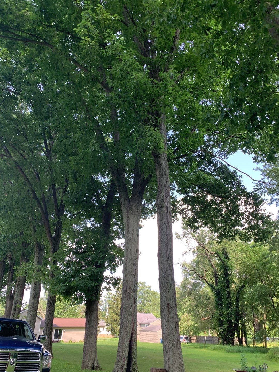 Tree Trimming by Mike Jones & Sons Tree Service LLC 