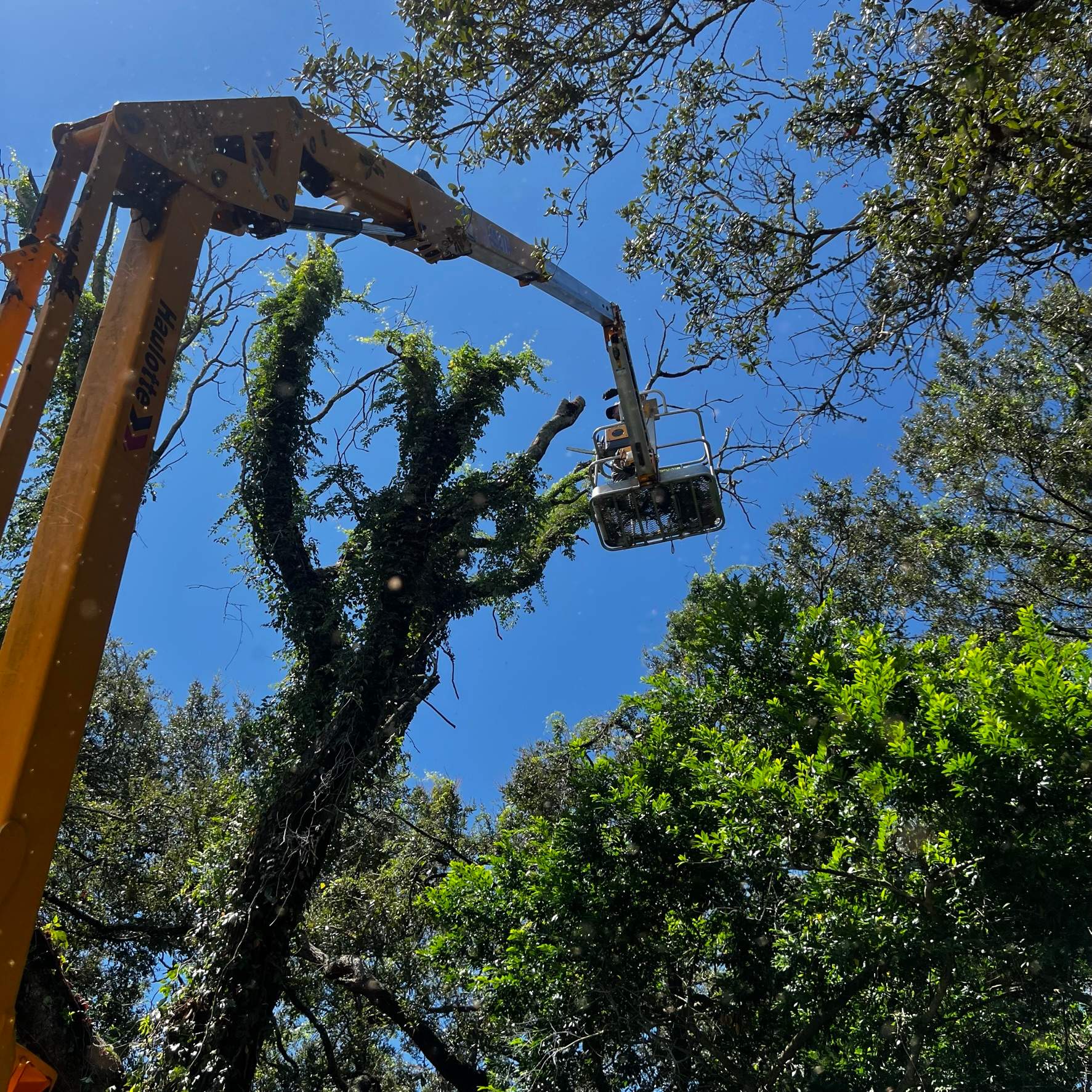 Tree Removal | Residential by ProGreen Services