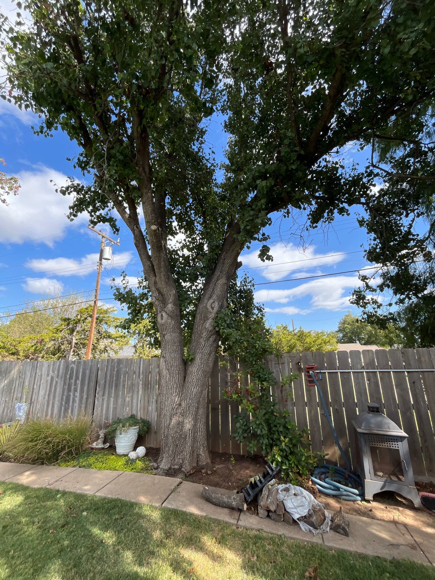 Tree Removal using Chainsaws by Clays Services Inc