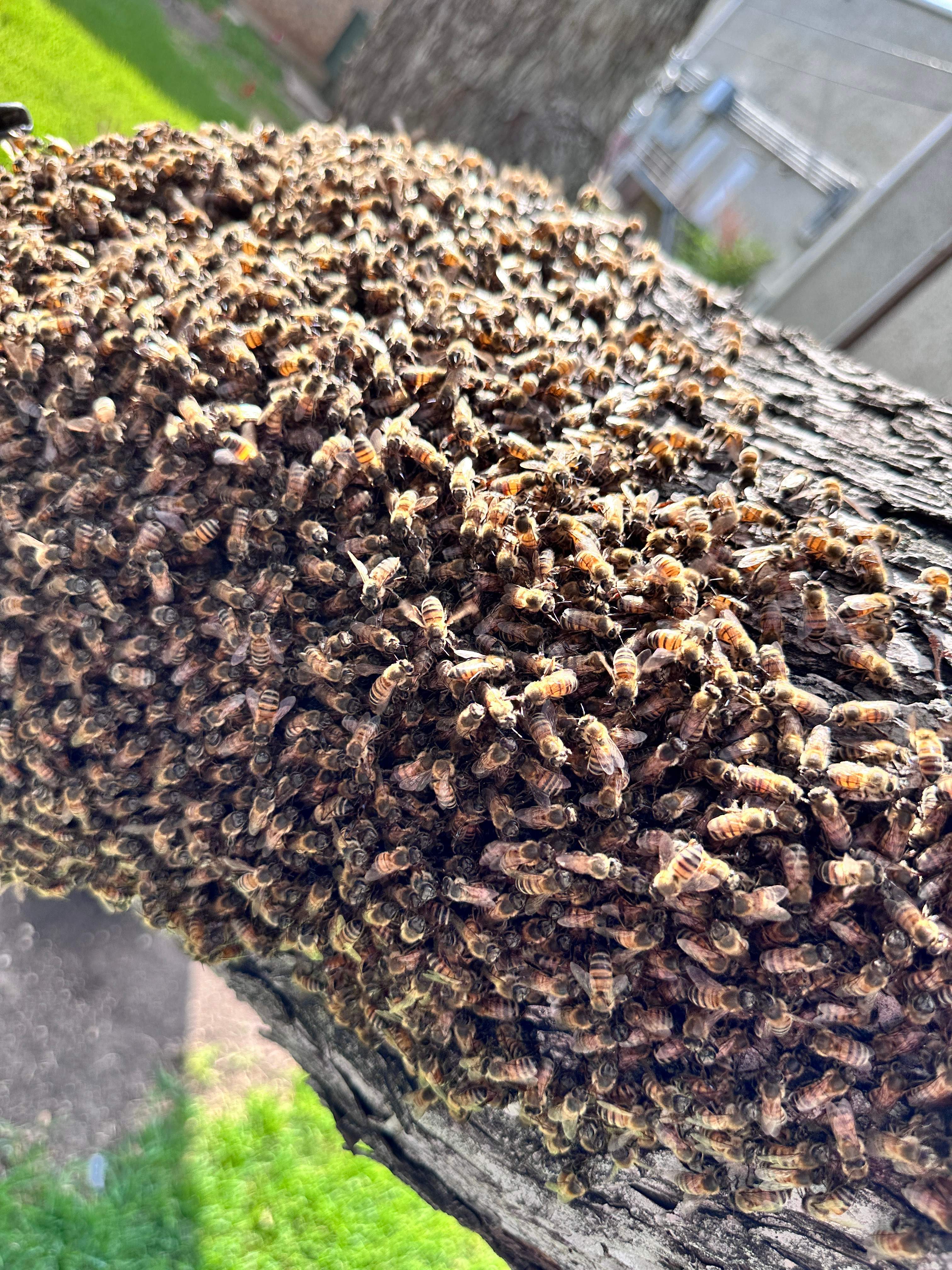 Favorite Tree Job by Rockwall Honey Bee Company