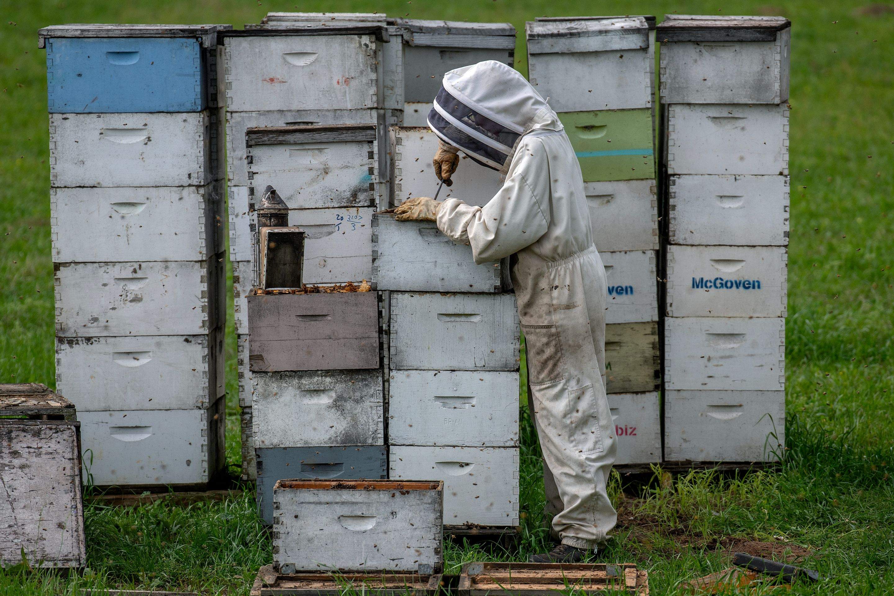 Splits in East Texas by Rockwall Honey Bee Company