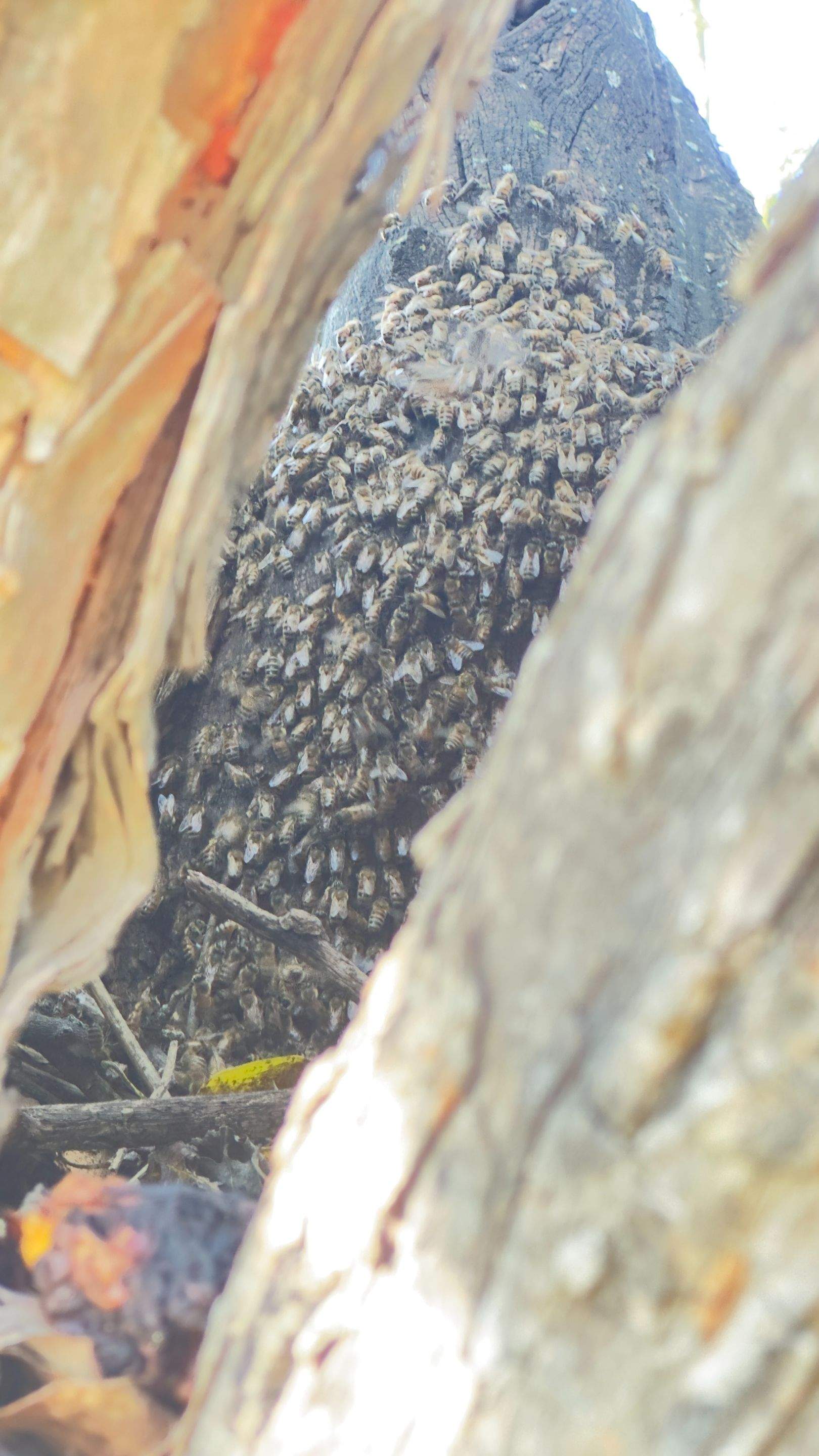 Huge Tree by Rockwall Honey Bee Company