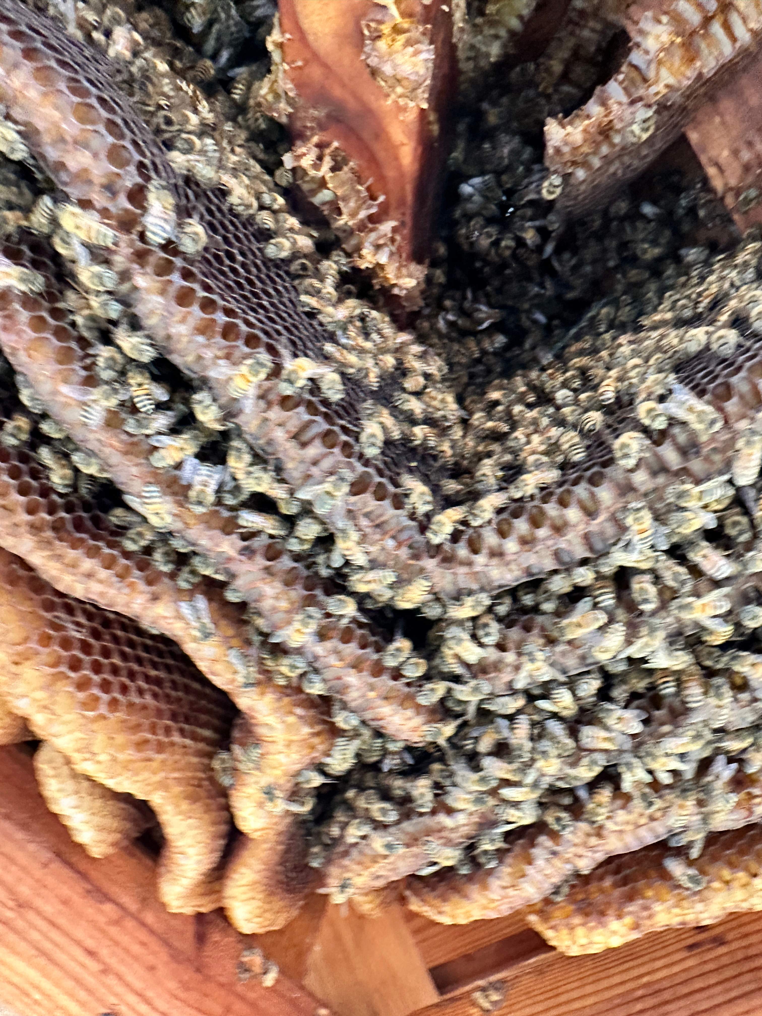 Last of 2025 by Rockwall Honey Bee Company