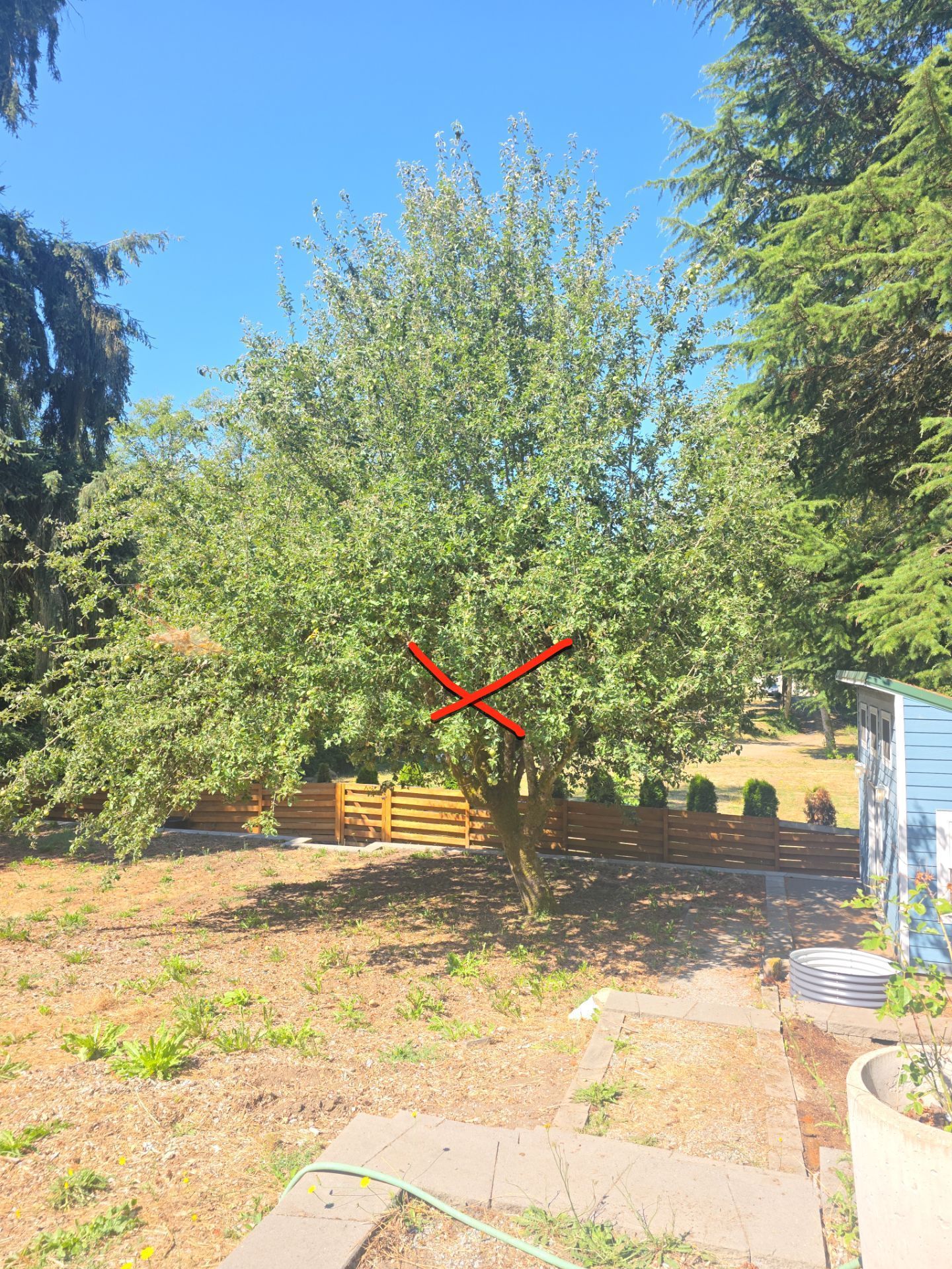 Burien Apple Tree Removal, Stump Grinding & Fir Branch Pruning