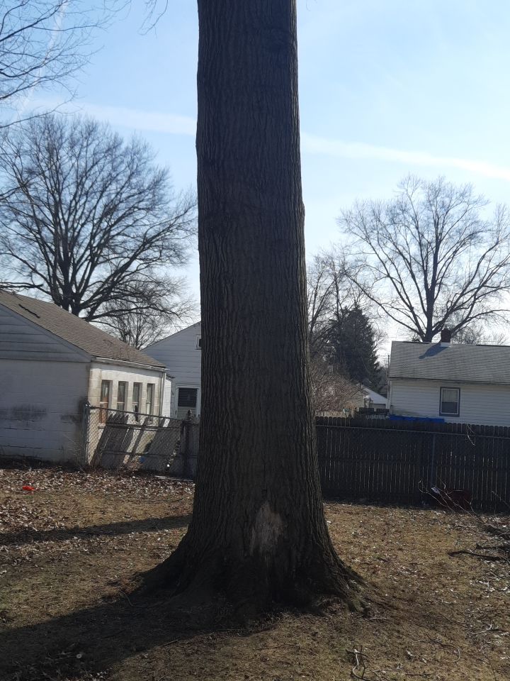 Tree Trimming using Tree Pruing by Mike Jones & Sons Tree Service LLC 