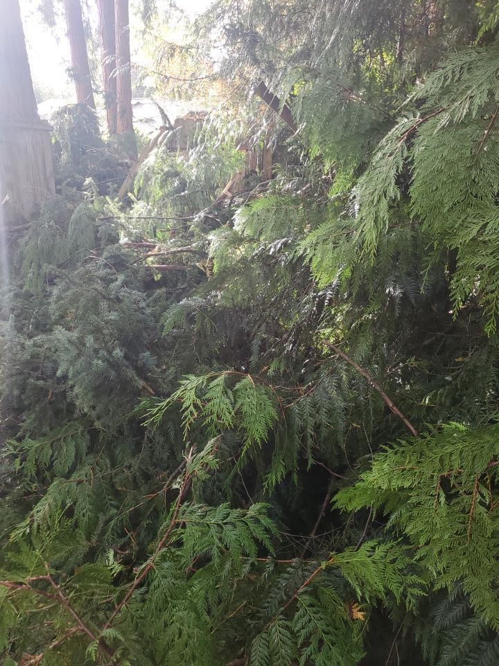 Tree Removal using Tree Removal by Mike Jones & Sons Tree Service LLC 