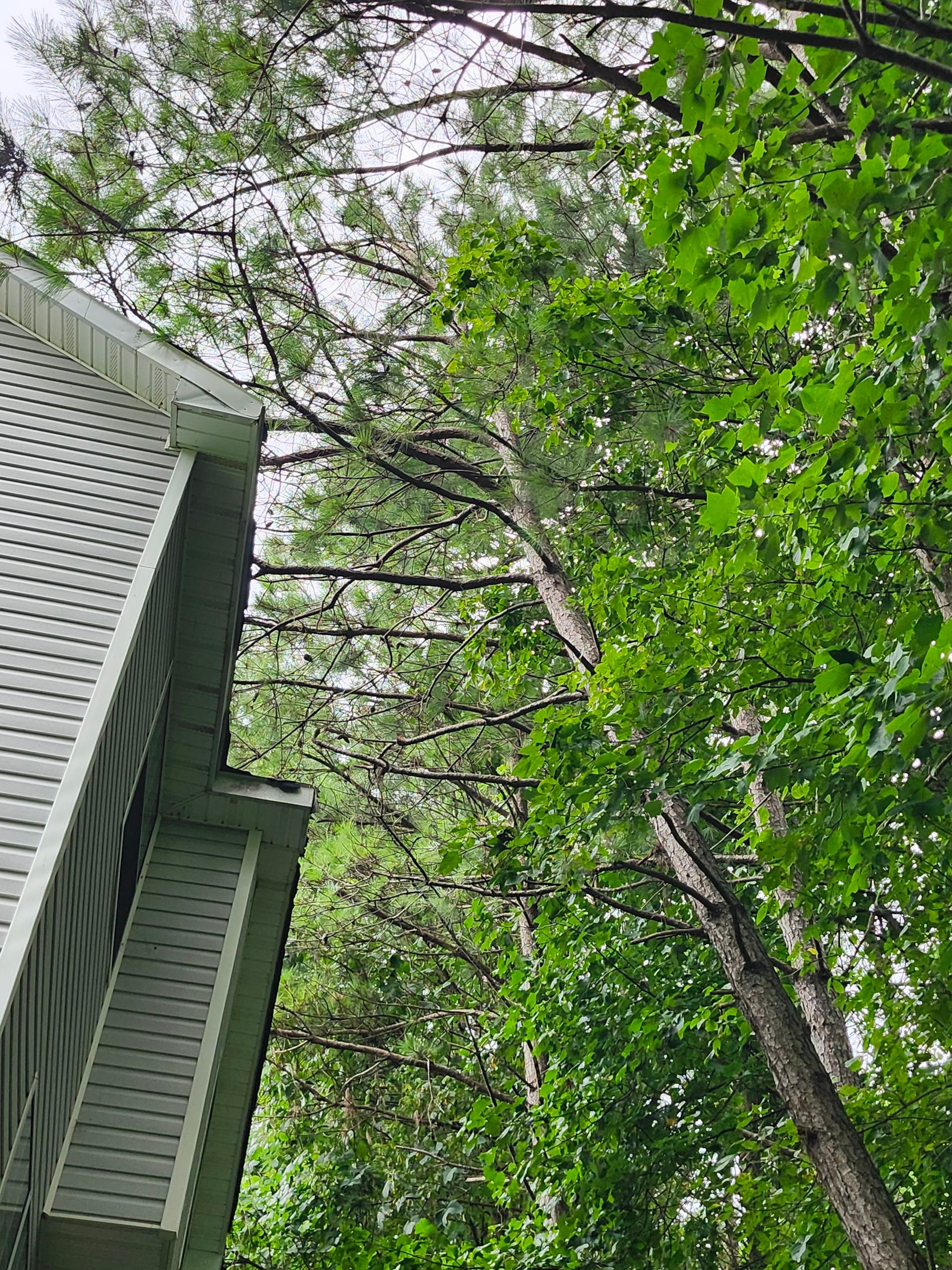 Tree Fall In Ellenwood by Serenity Restoration