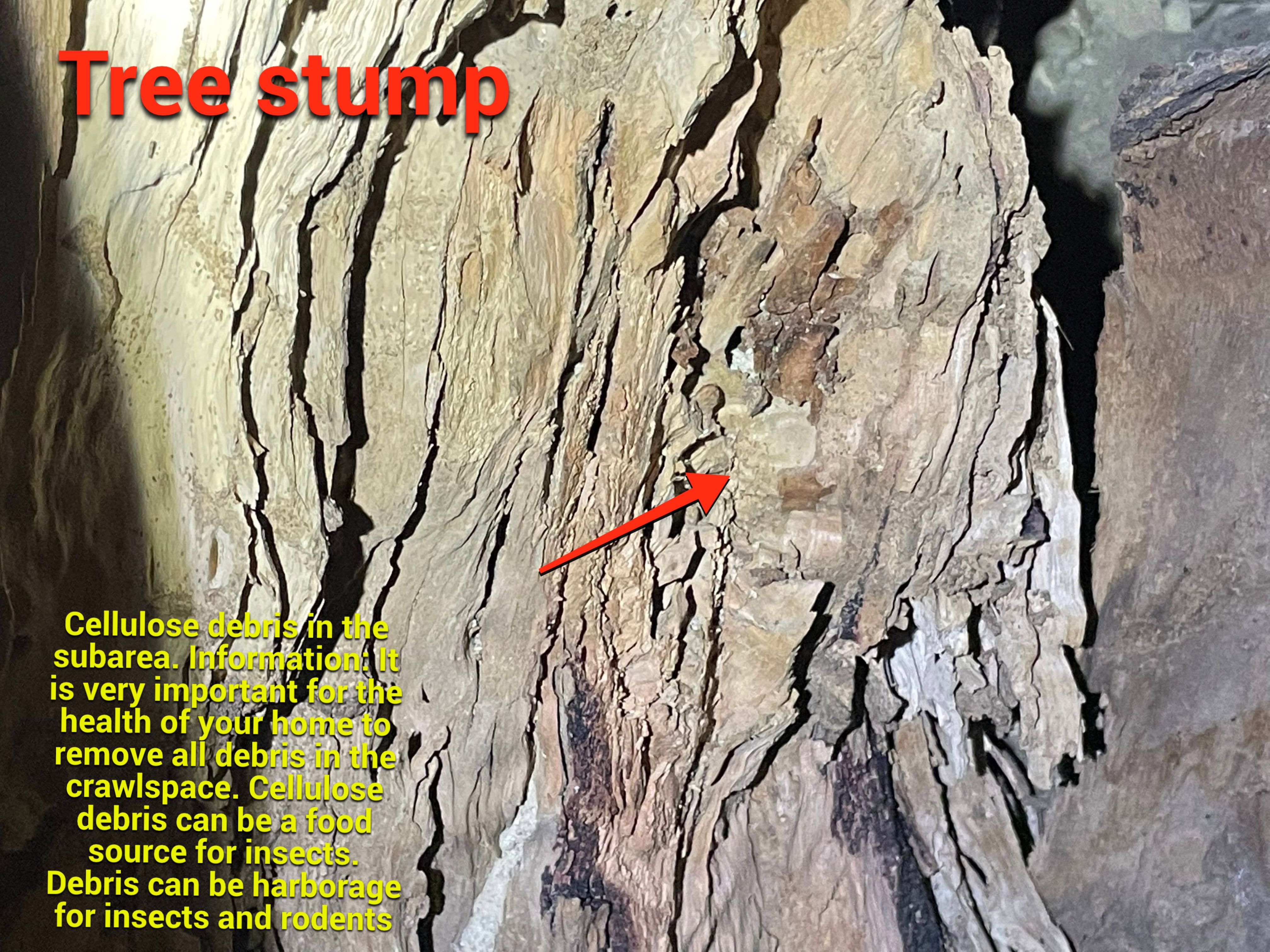 Wood Destroying Organisms Report by GLOBAL Termite Solutions