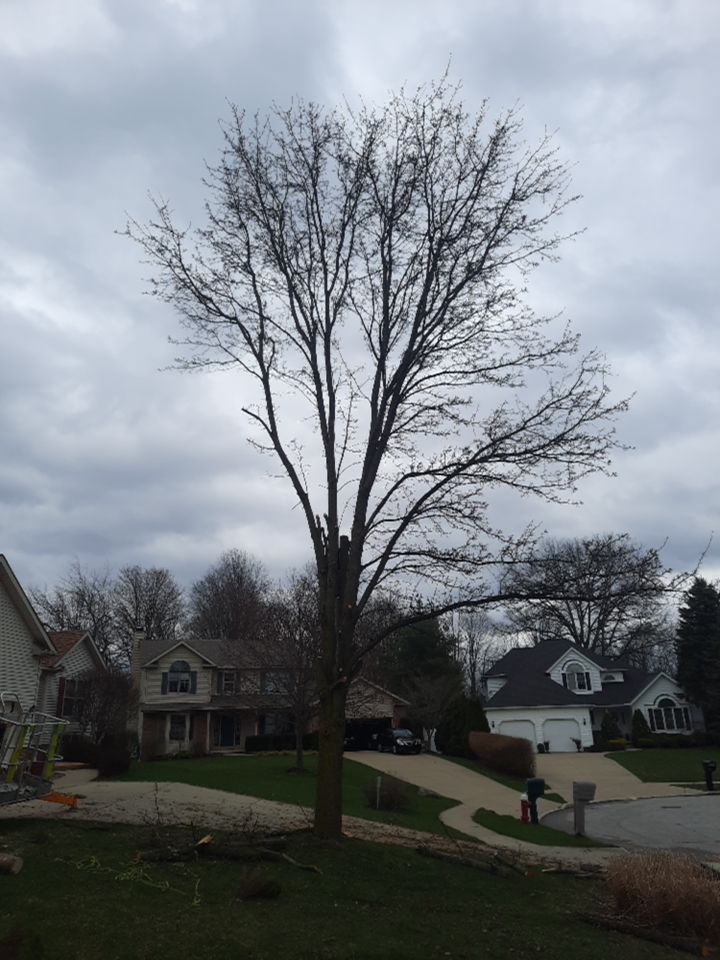 Tree Removal using Tree Removal by Mike Jones & Sons Tree Service LLC 