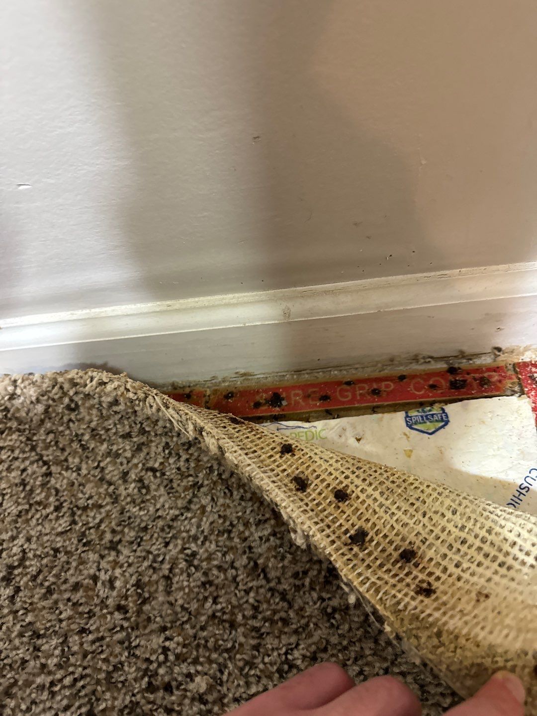 Project in South Lyon by EzDry Water Mitigation & Property Restoration