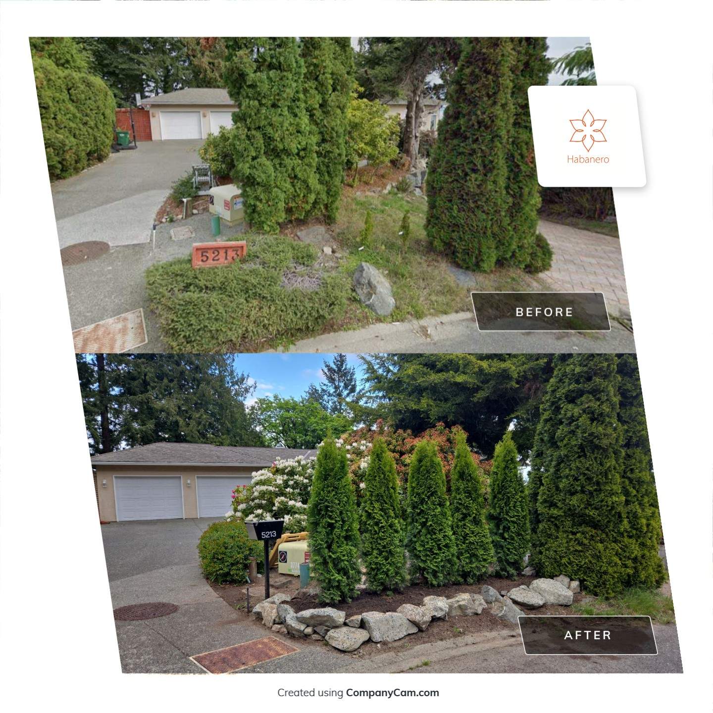 Hedge Installation – Privacy Enhancement and Visual Framing by Habanero Garden and Exterior Care