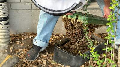 Irrigation Box Swarm
