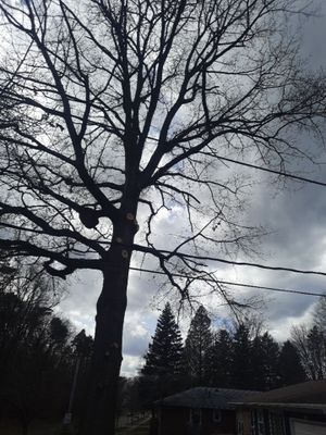 Tree Trimming using Tree Pruing