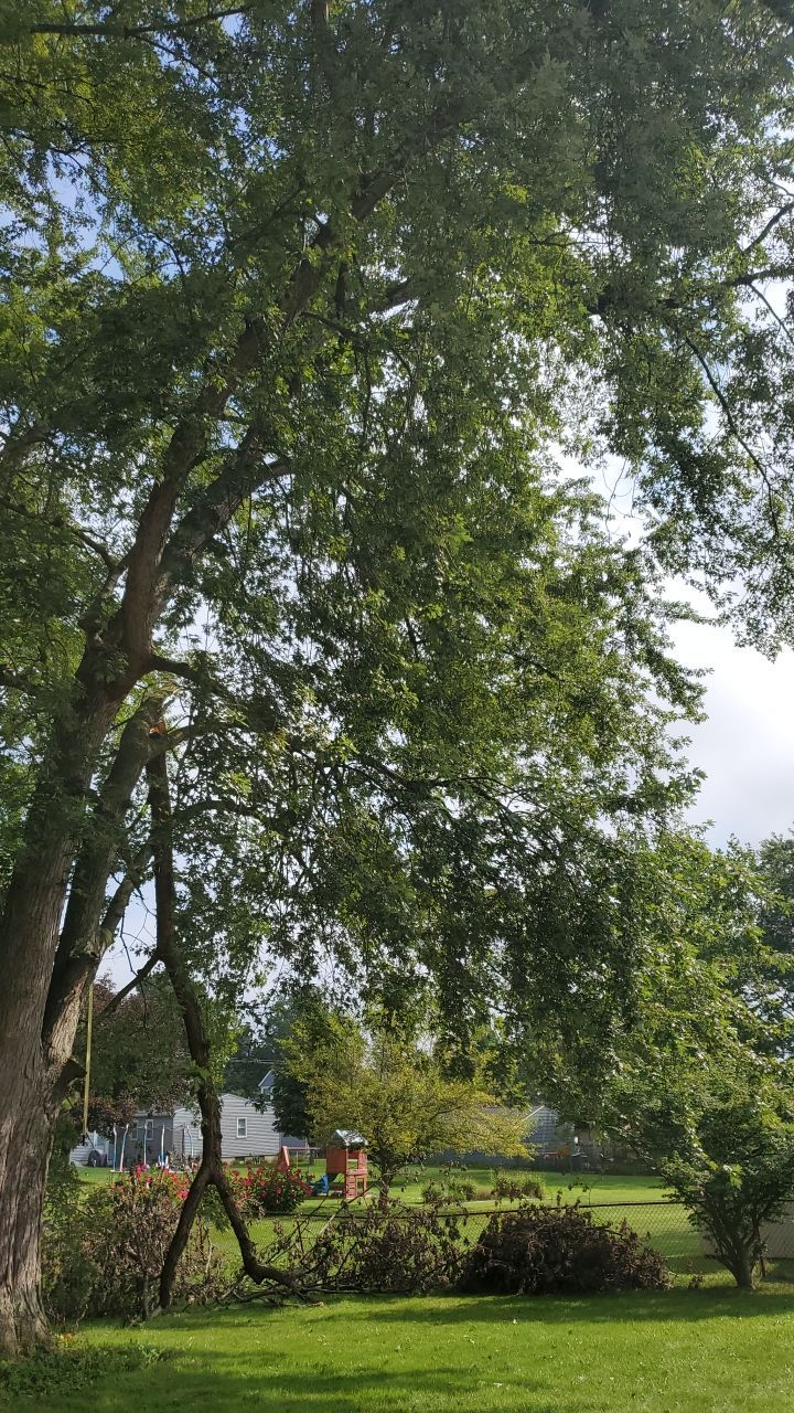 Tree Removal by Mike Jones & Sons Tree Service LLC 