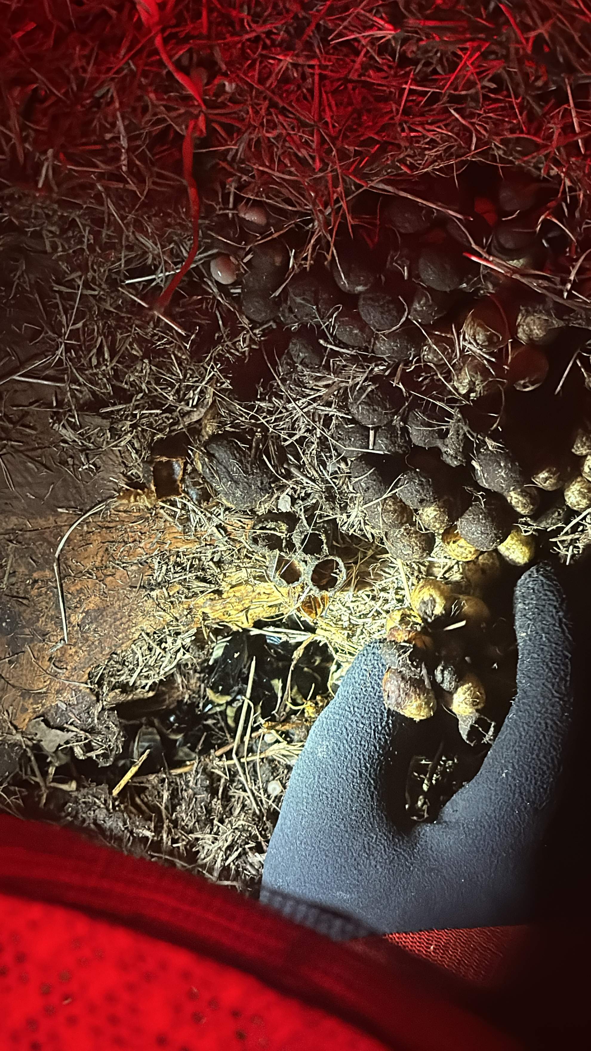 Bumblebees! by Rockwall Honey Bee Company