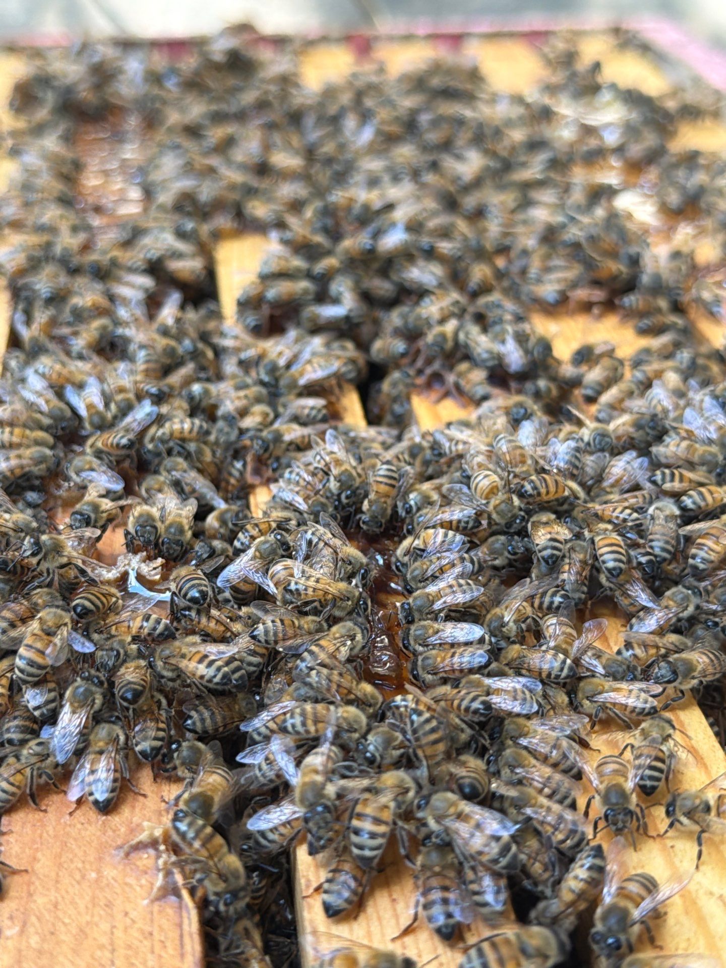 Backyard Survivor Stock by Rockwall Honey Bee Company