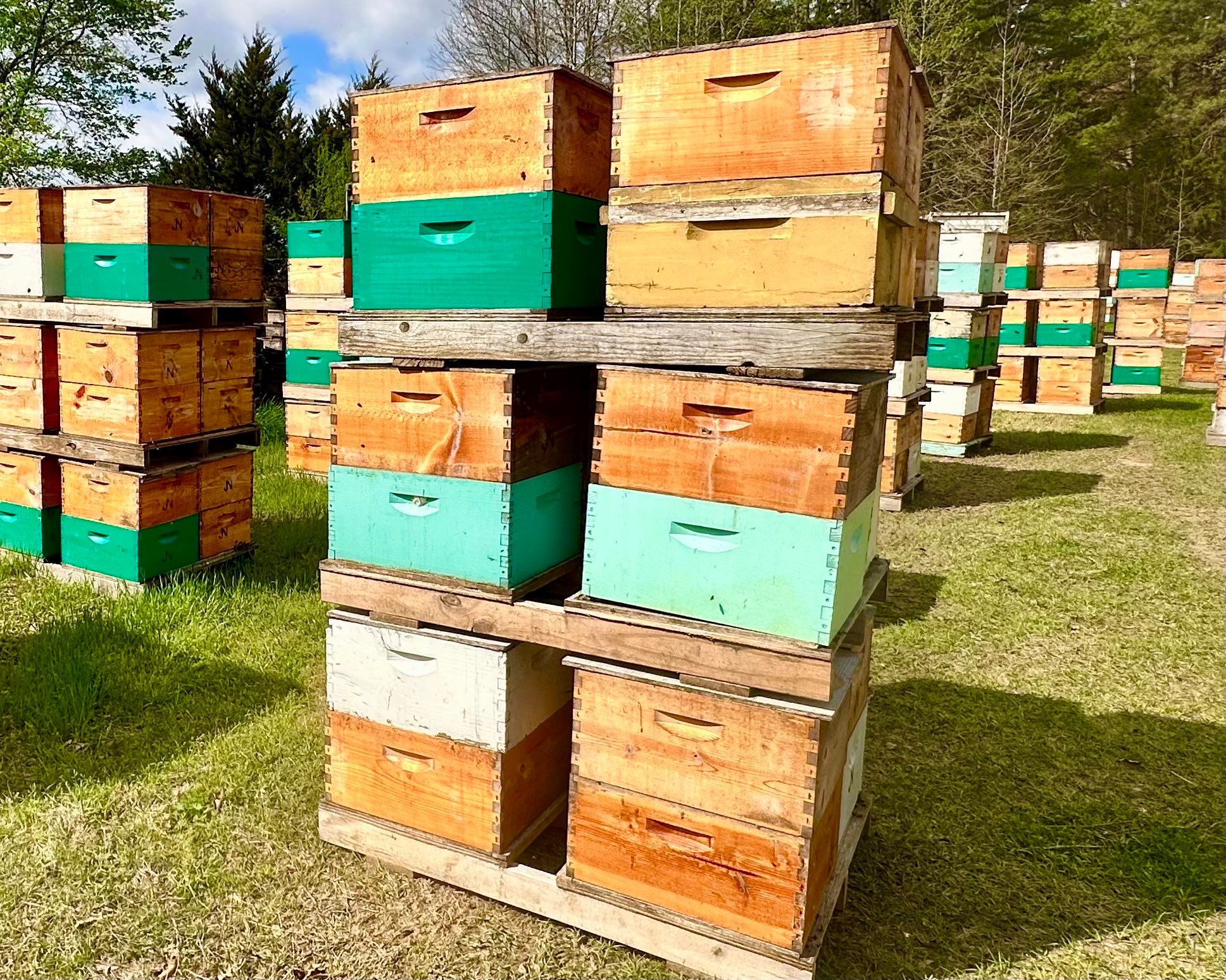 BeeGirl ETX HQ by Rockwall Honey Bee Company